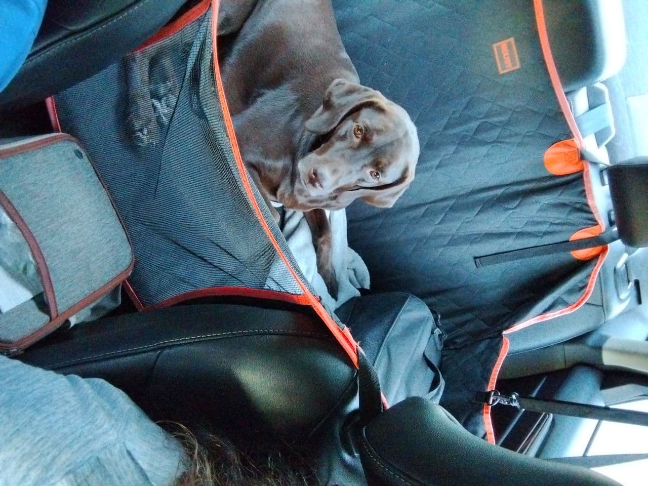 Pet travel photo 1