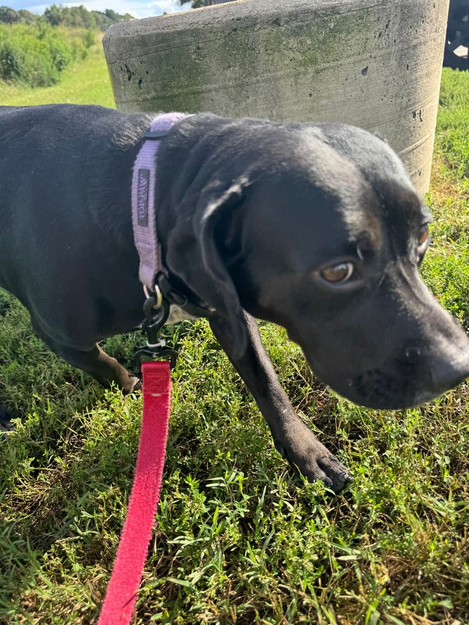 Pet travel photo 1