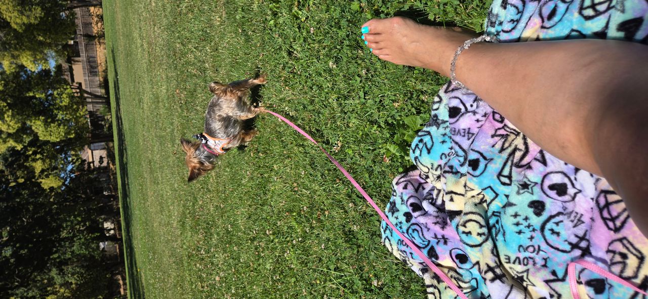 Pet travel photo 6