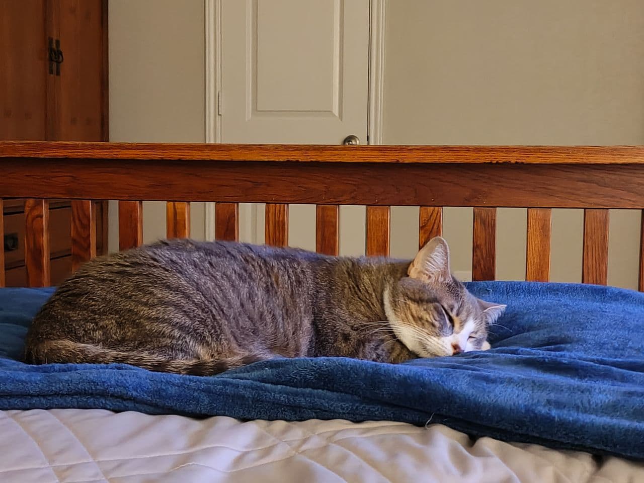 Pet travel photo 2