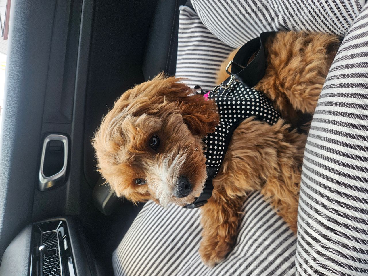 Pet travel photo 4