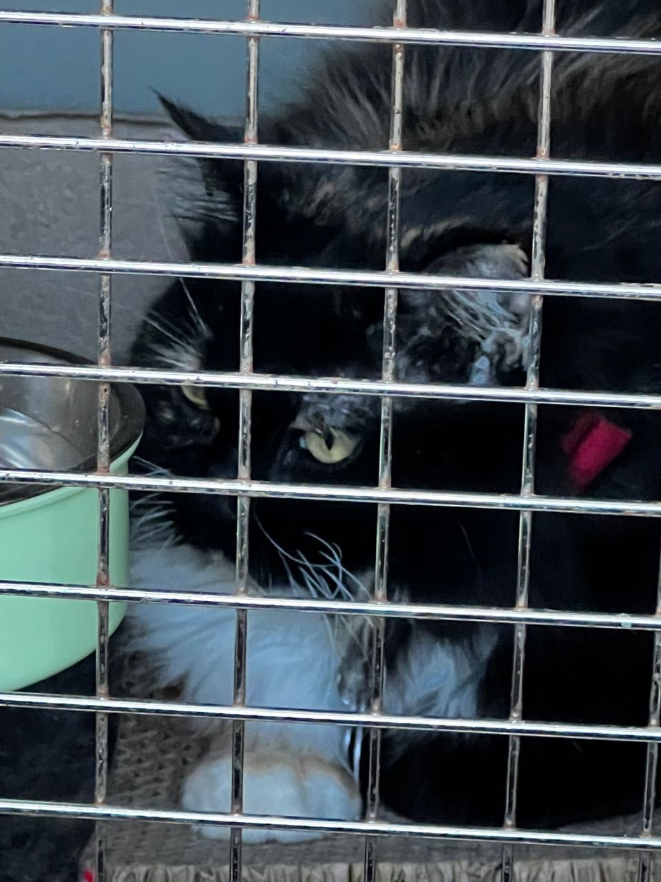 Pet travel photo 4