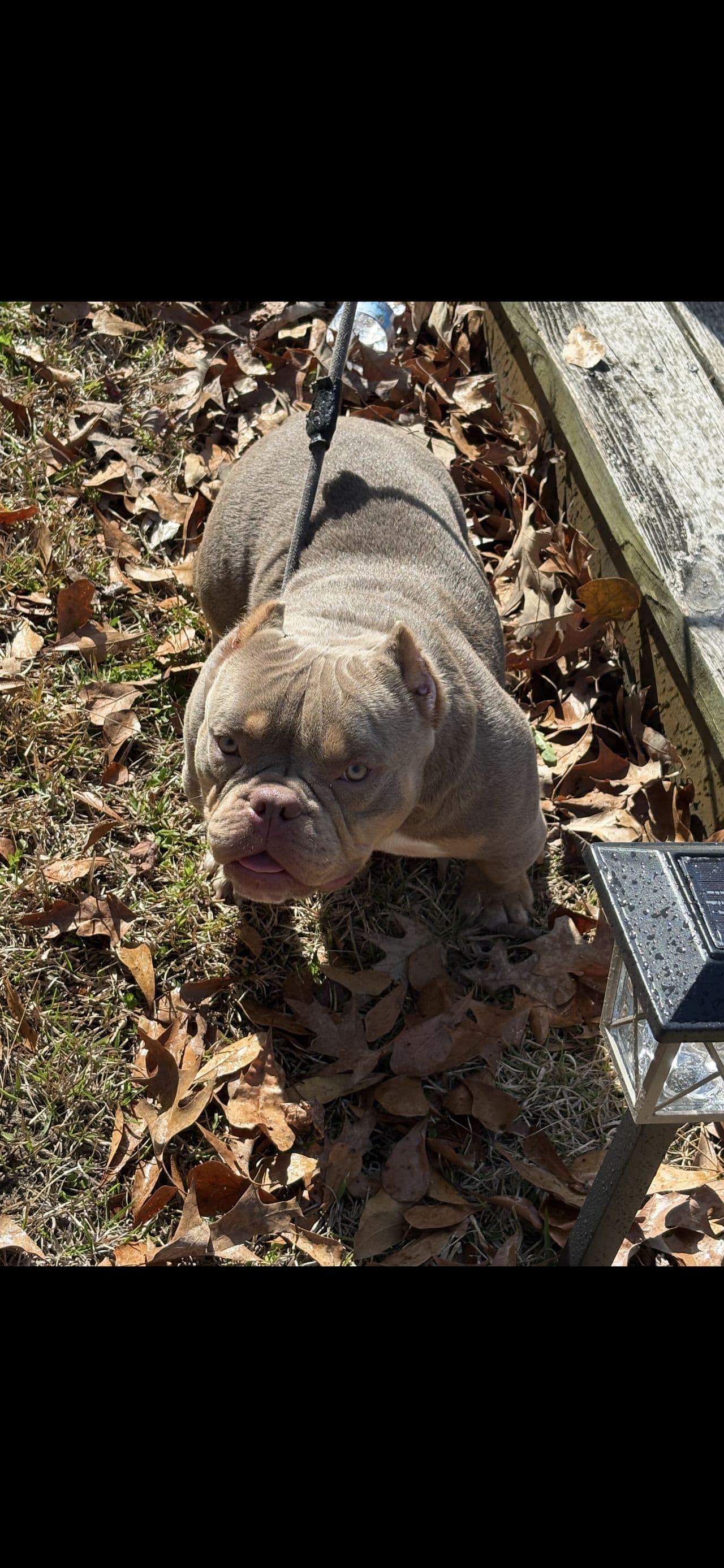 Pet travel photo 2