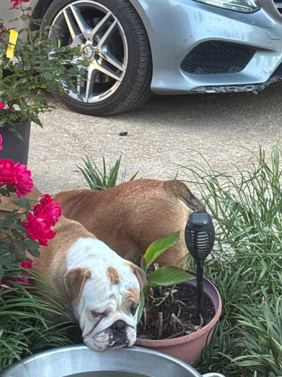 Pet travel photo 3