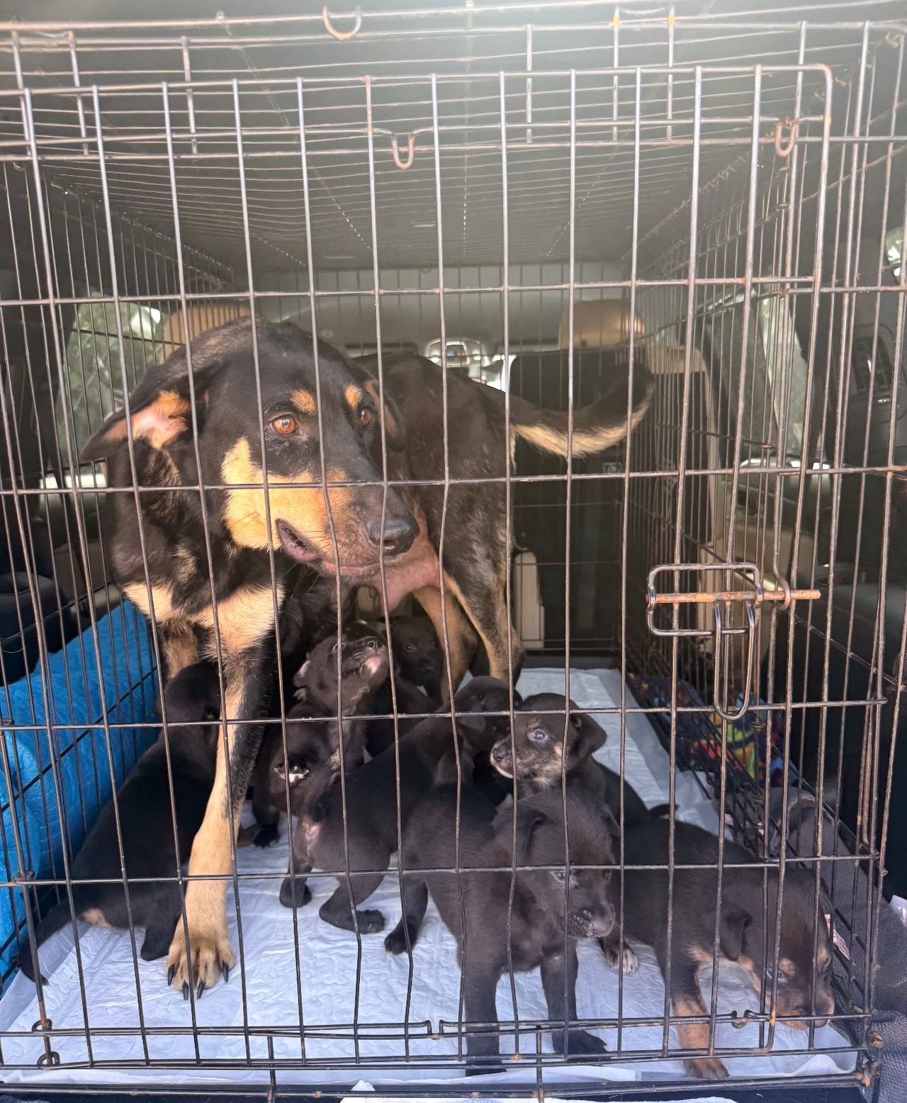 Pet travel photo 4