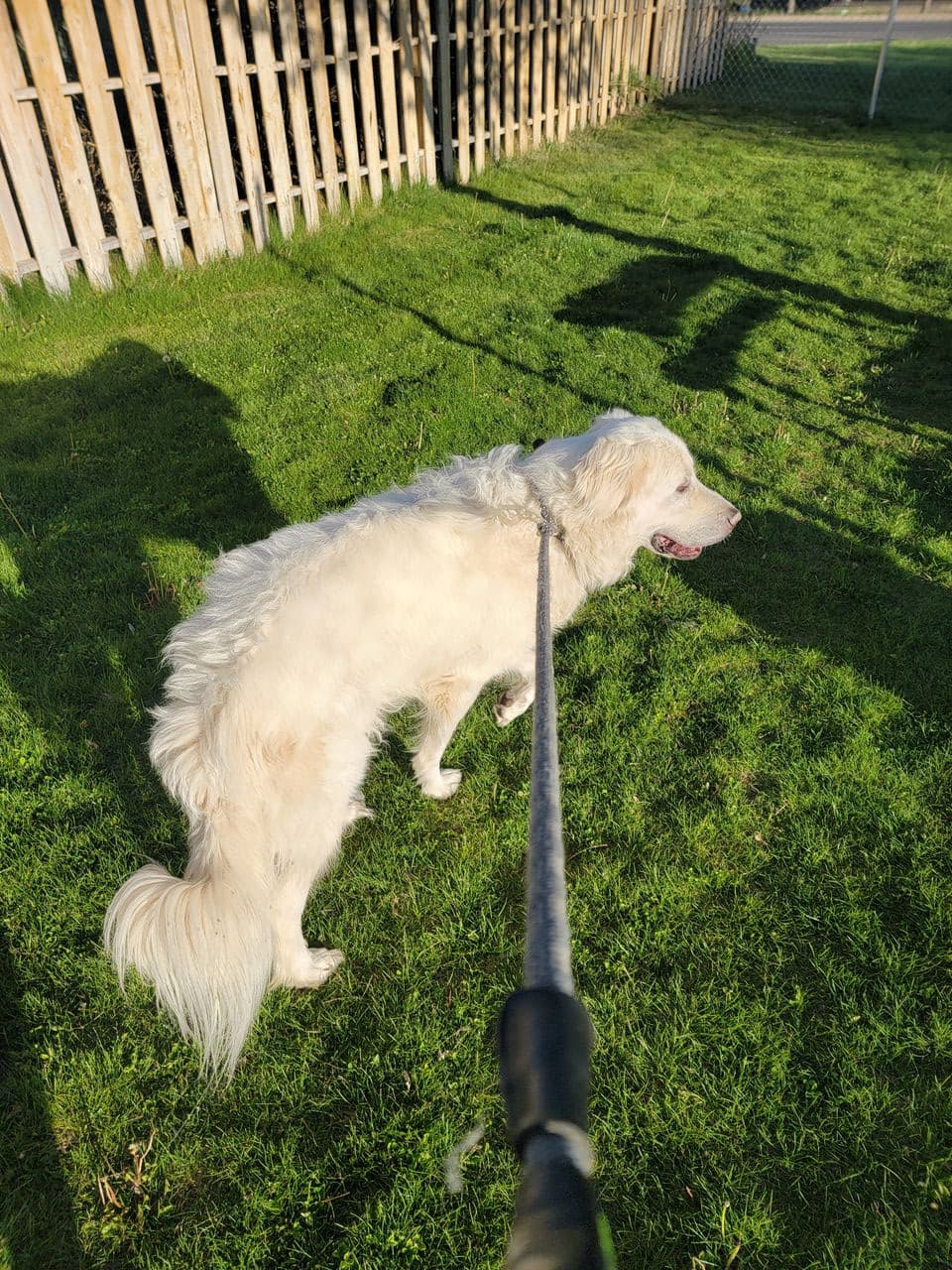 Pet travel photo 1