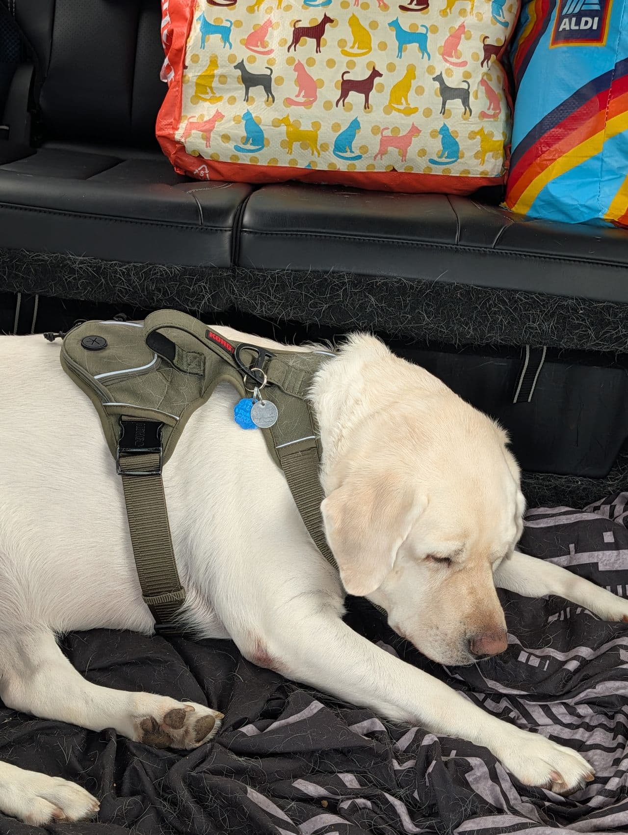 Pet travel photo 4
