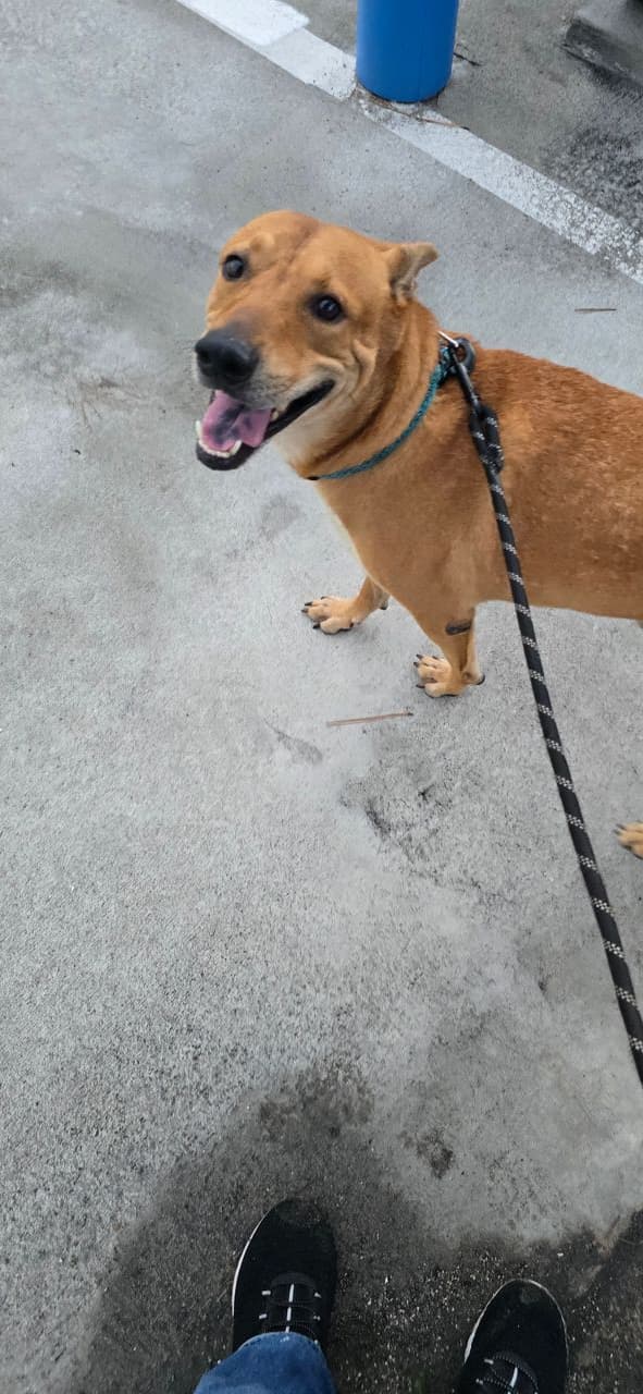 Pet travel photo 6