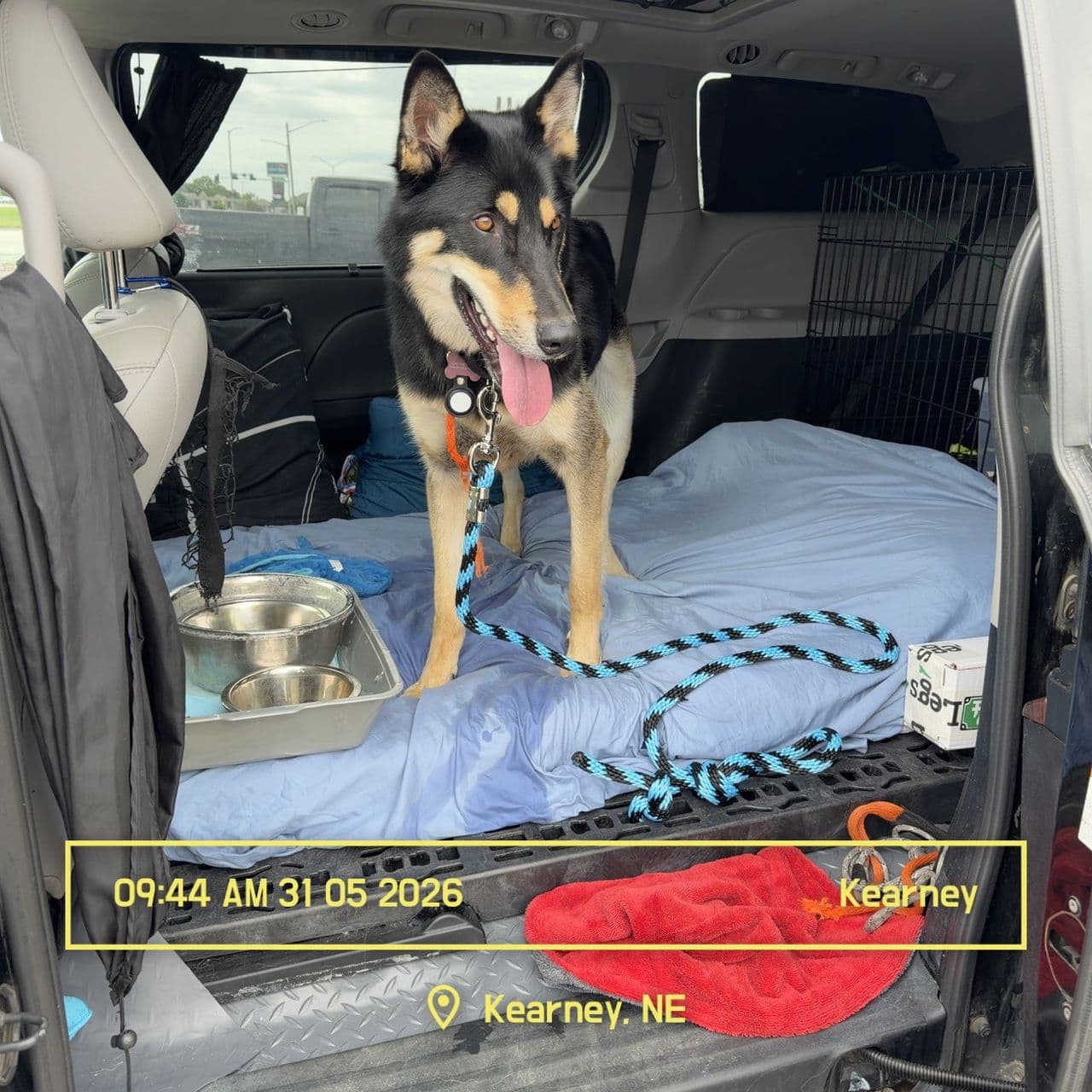 Pet travel photo 1