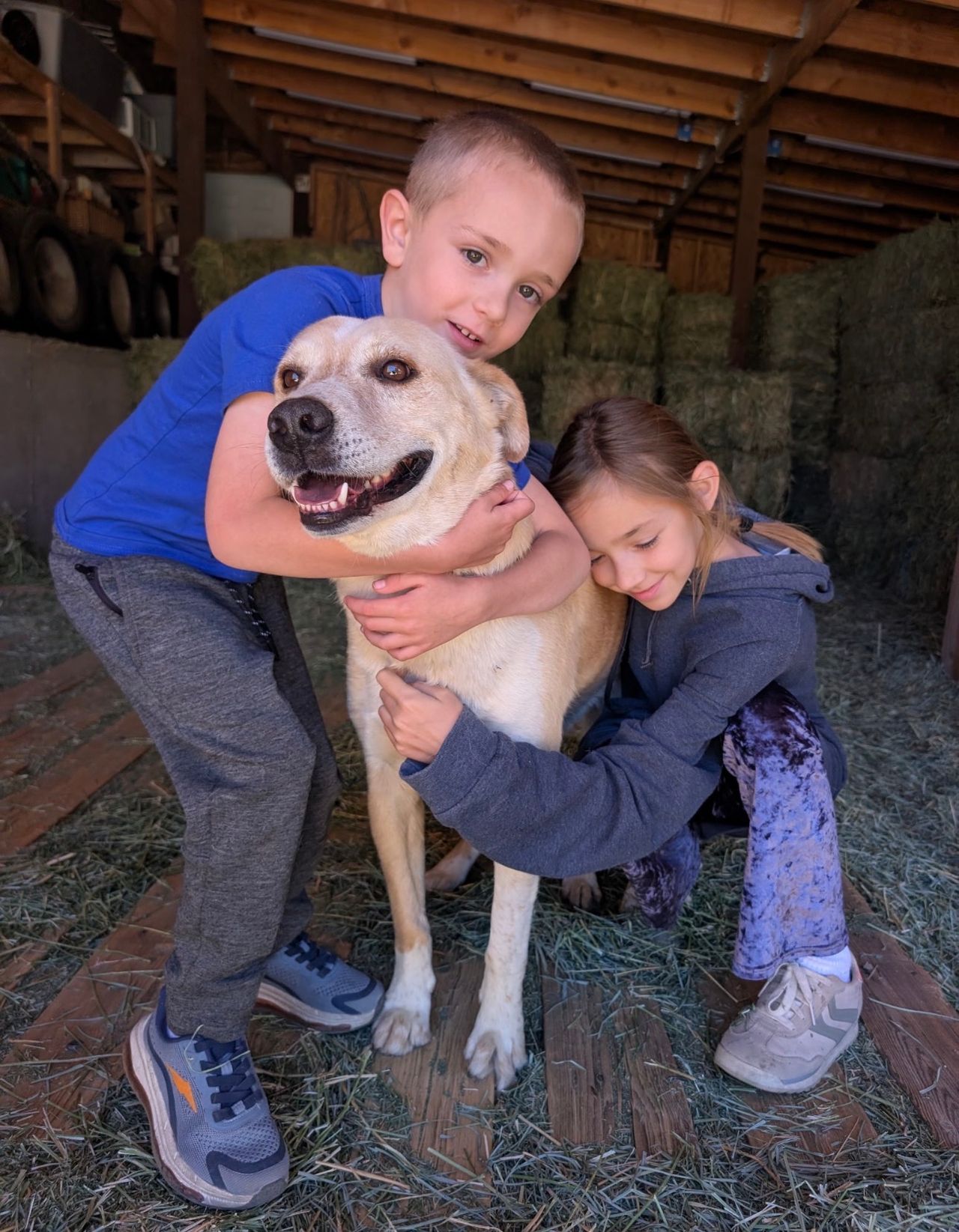 Pet travel photo 4
