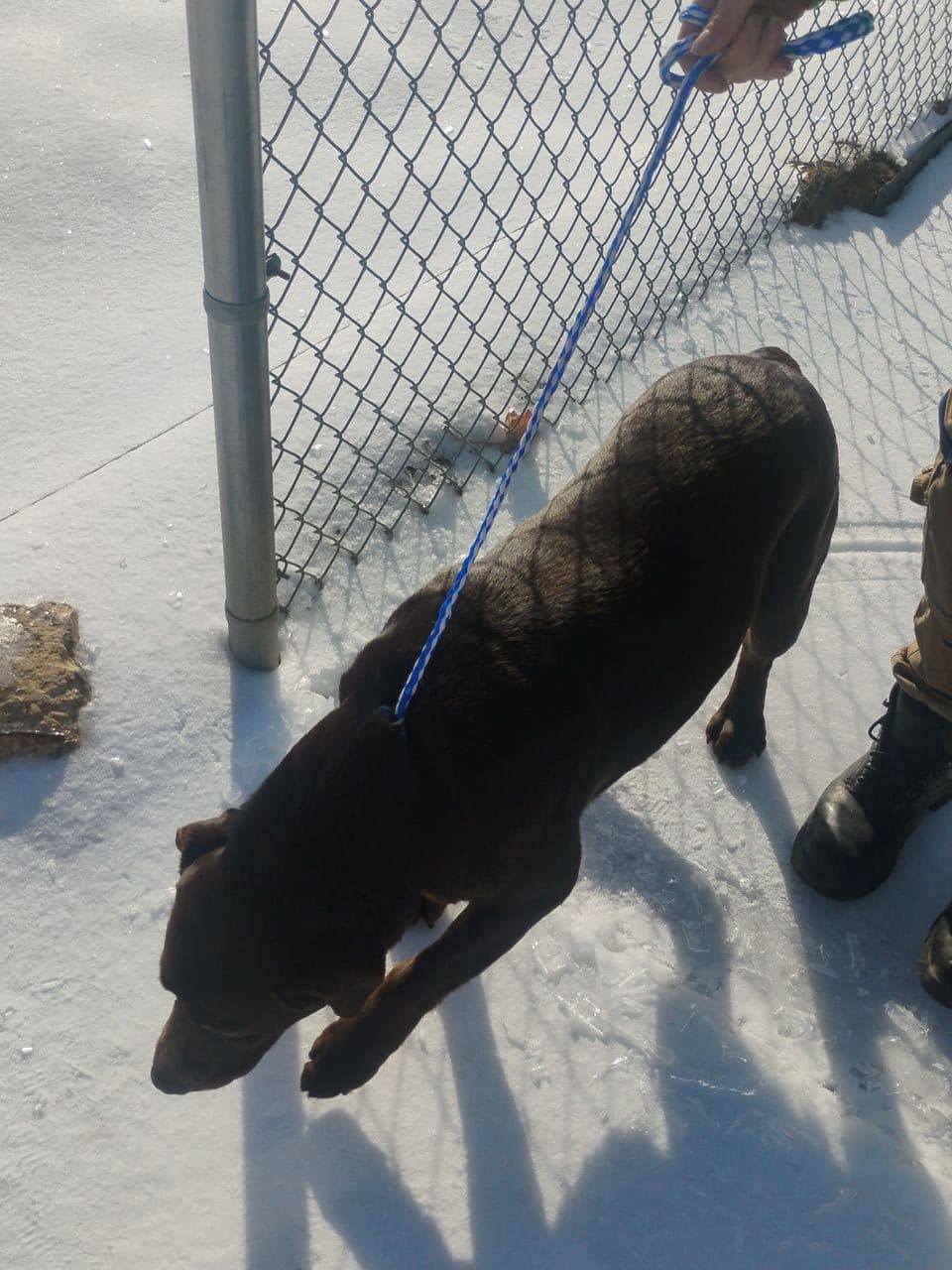 Pet travel photo 4