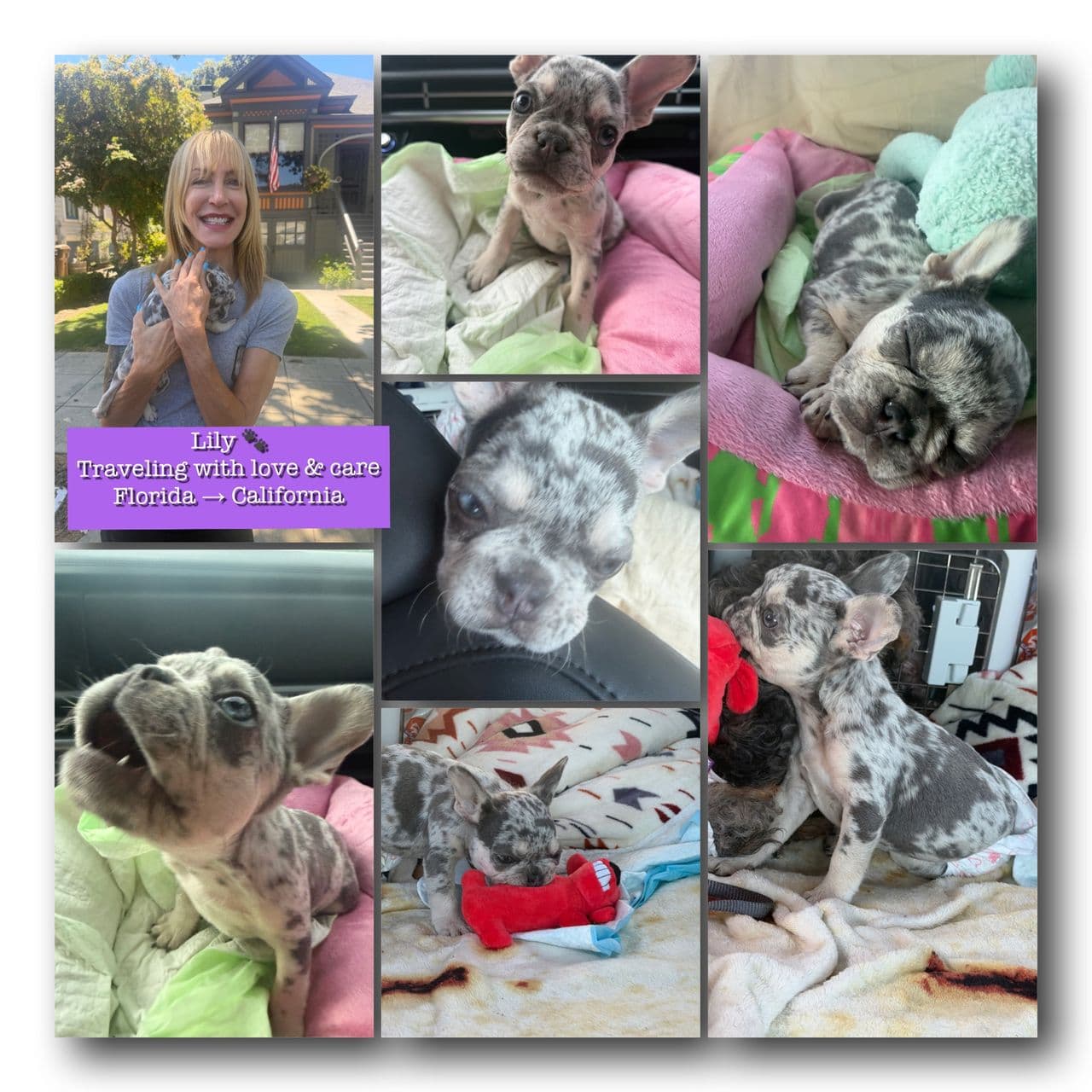 Pet travel photo 6