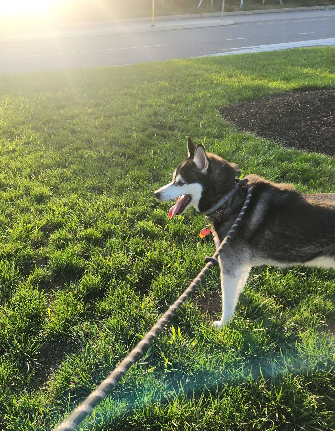 Pet travel photo 6