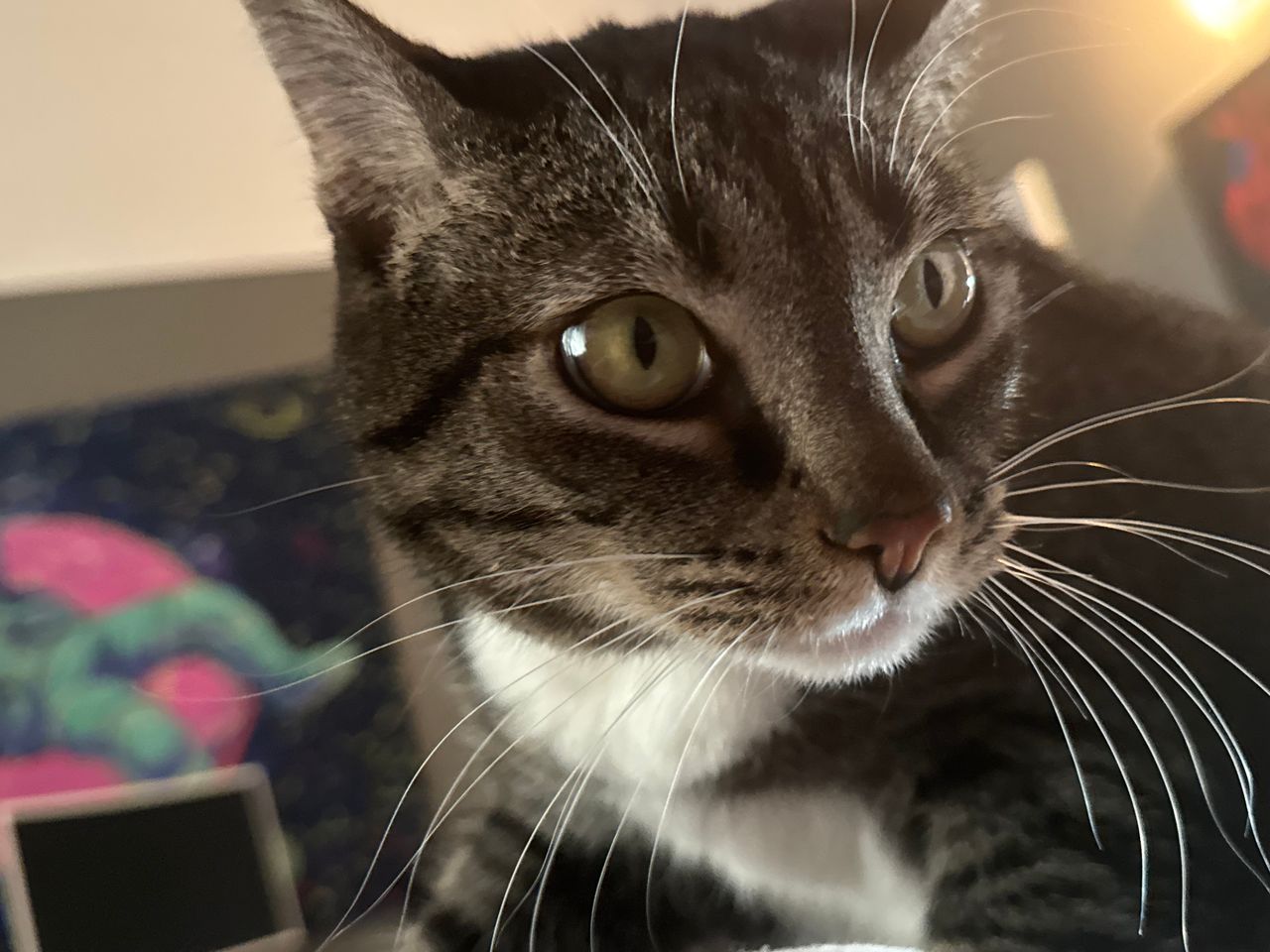 Pet travel photo 5