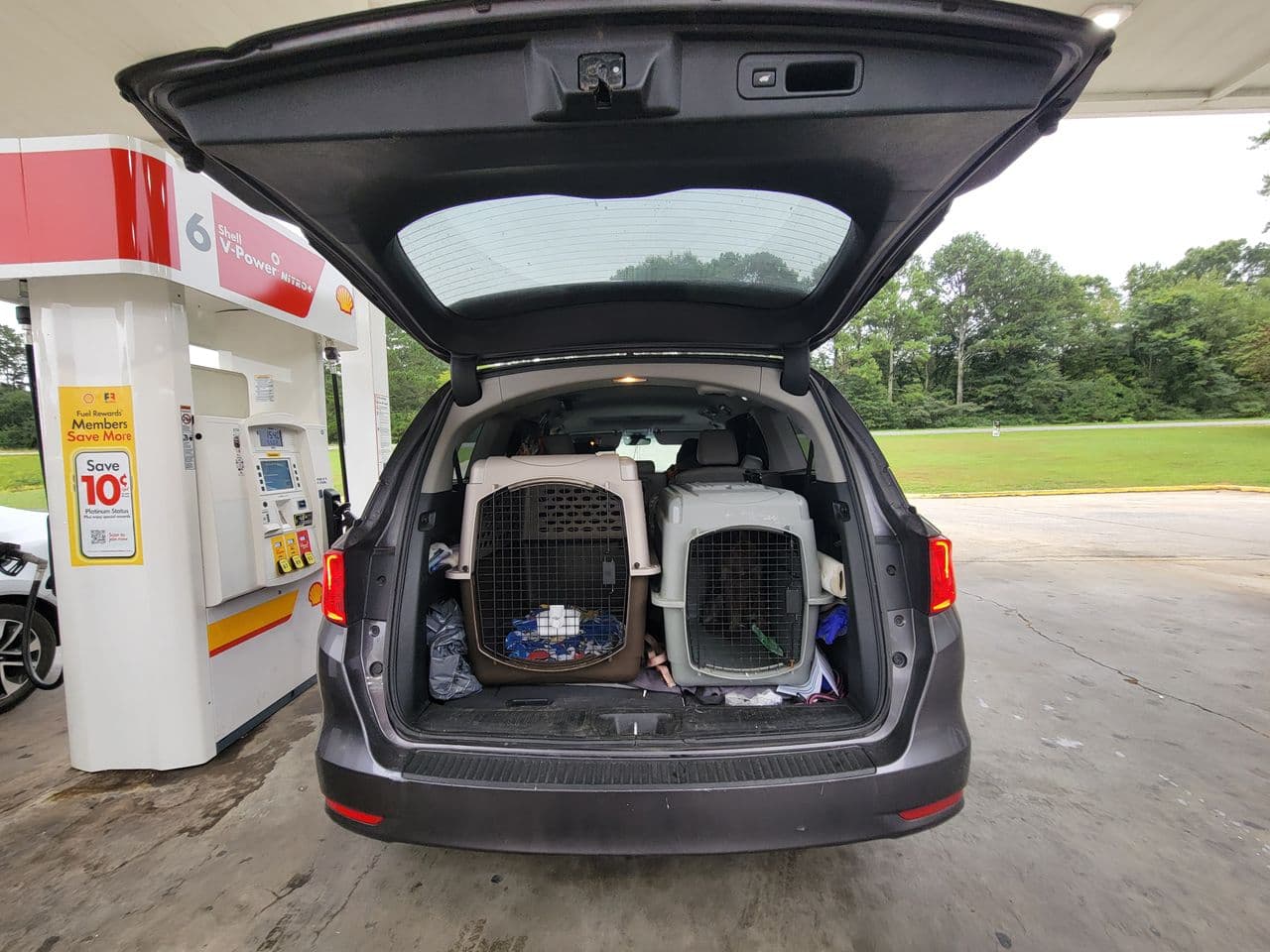 Pet travel photo 2