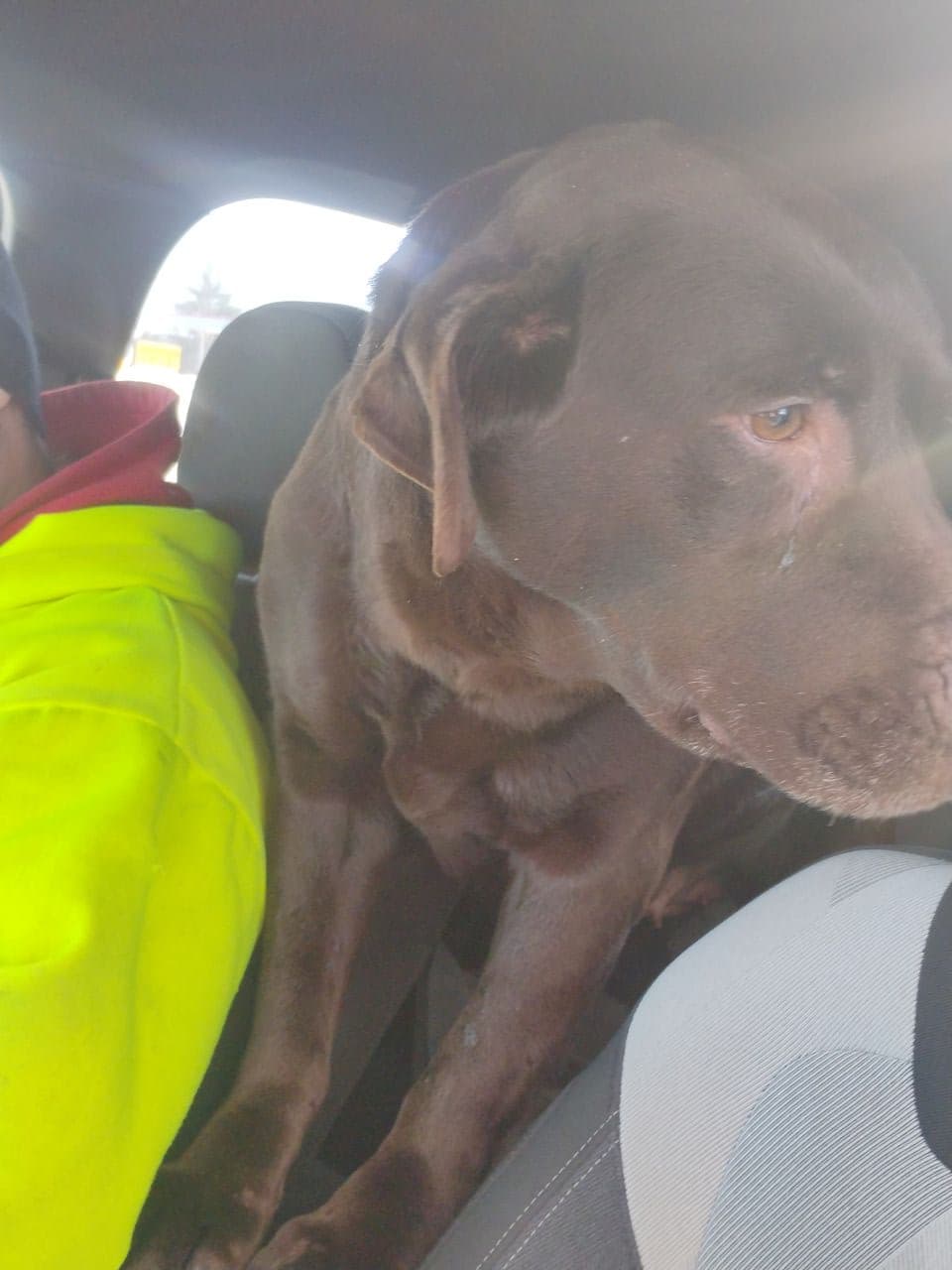Pet travel photo 3