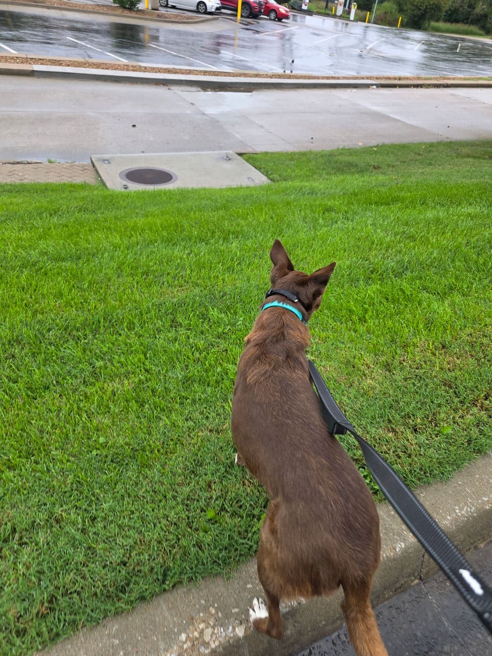 Pet travel photo 4