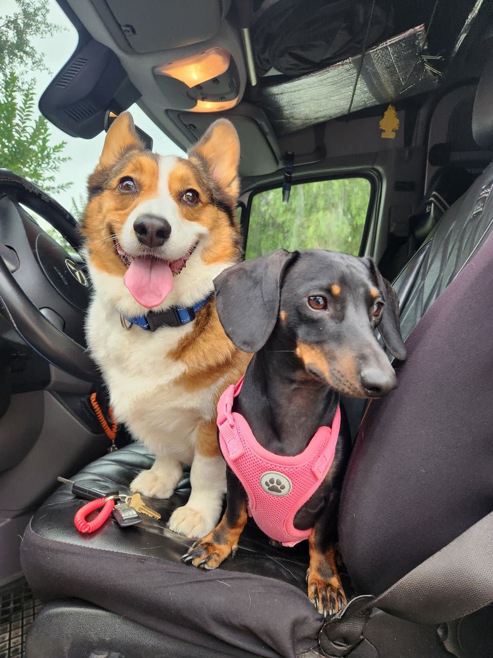 Pet travel photo 2