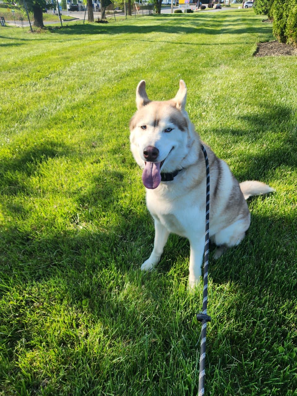 Pet travel photo 4