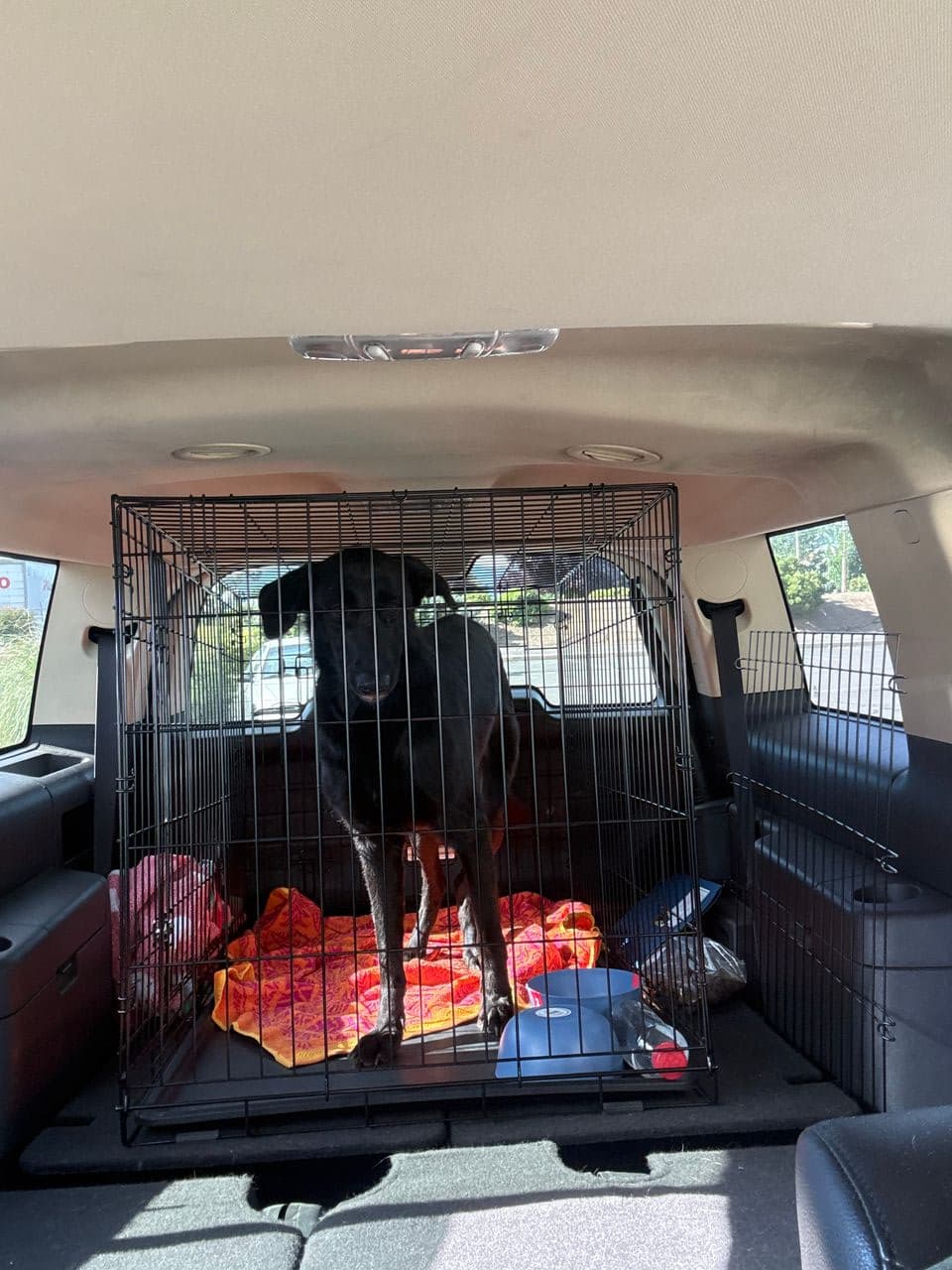 Pet travel photo 2