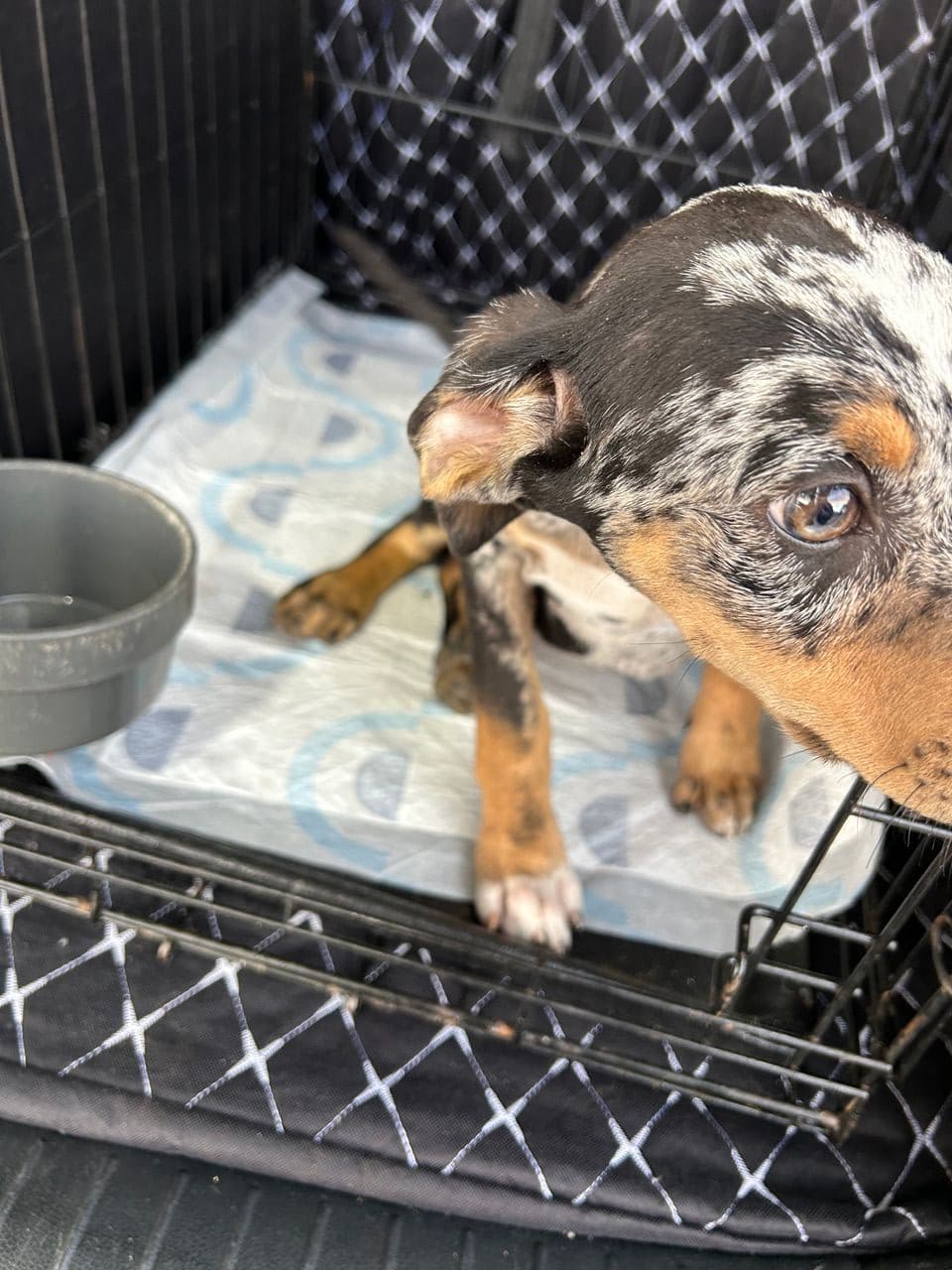 Pet travel photo 4