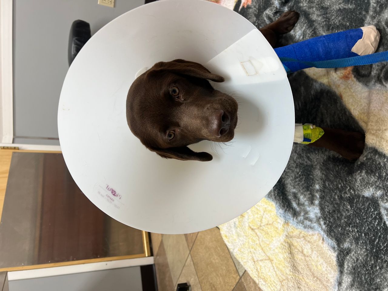 Pet travel photo 2