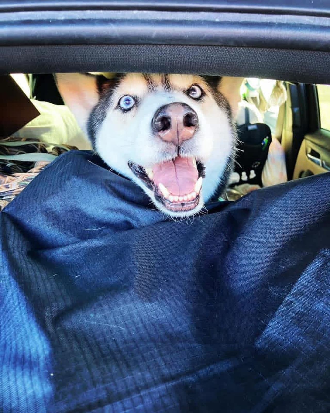 Pet travel photo 4