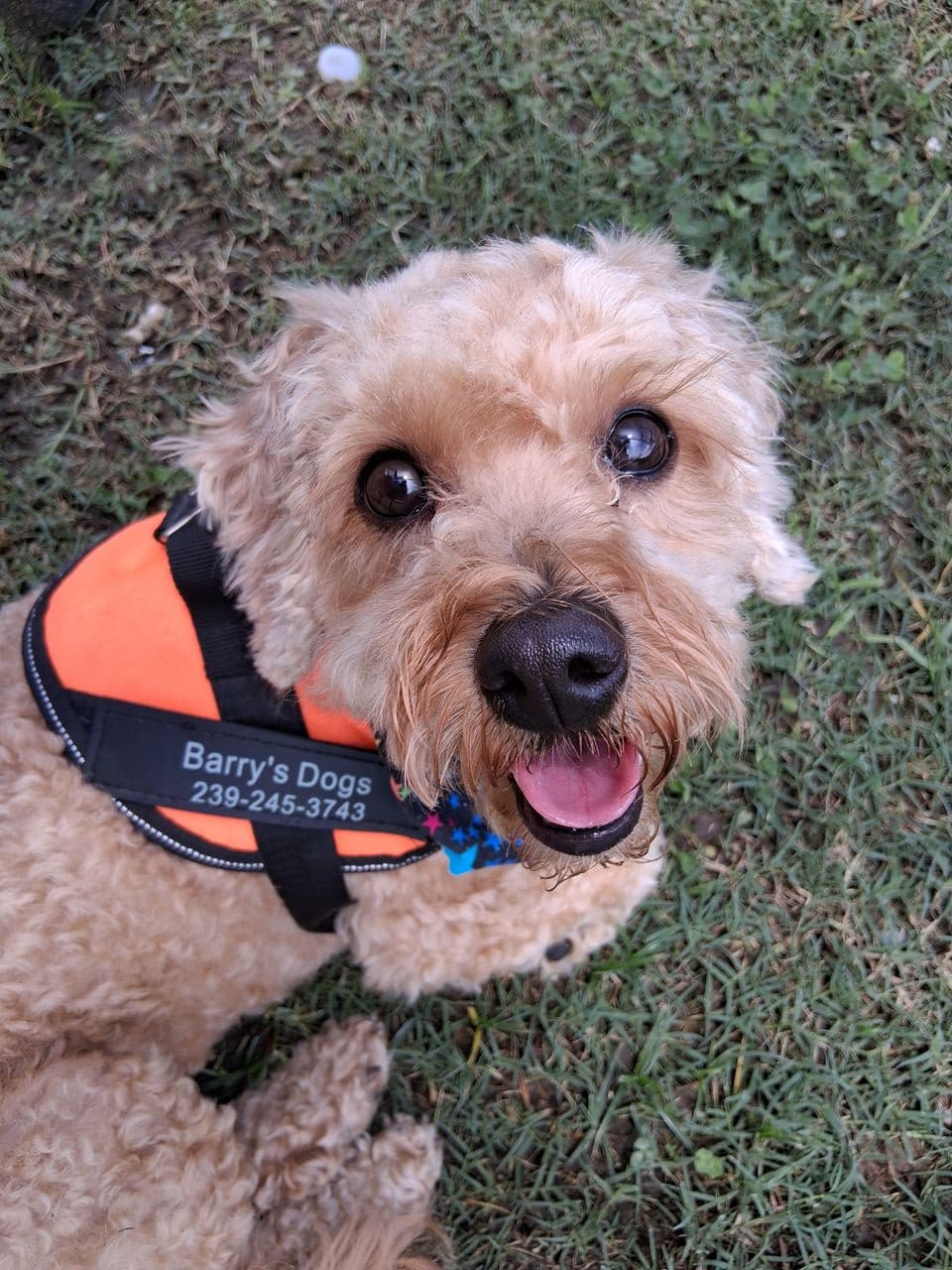 Pet travel photo 3
