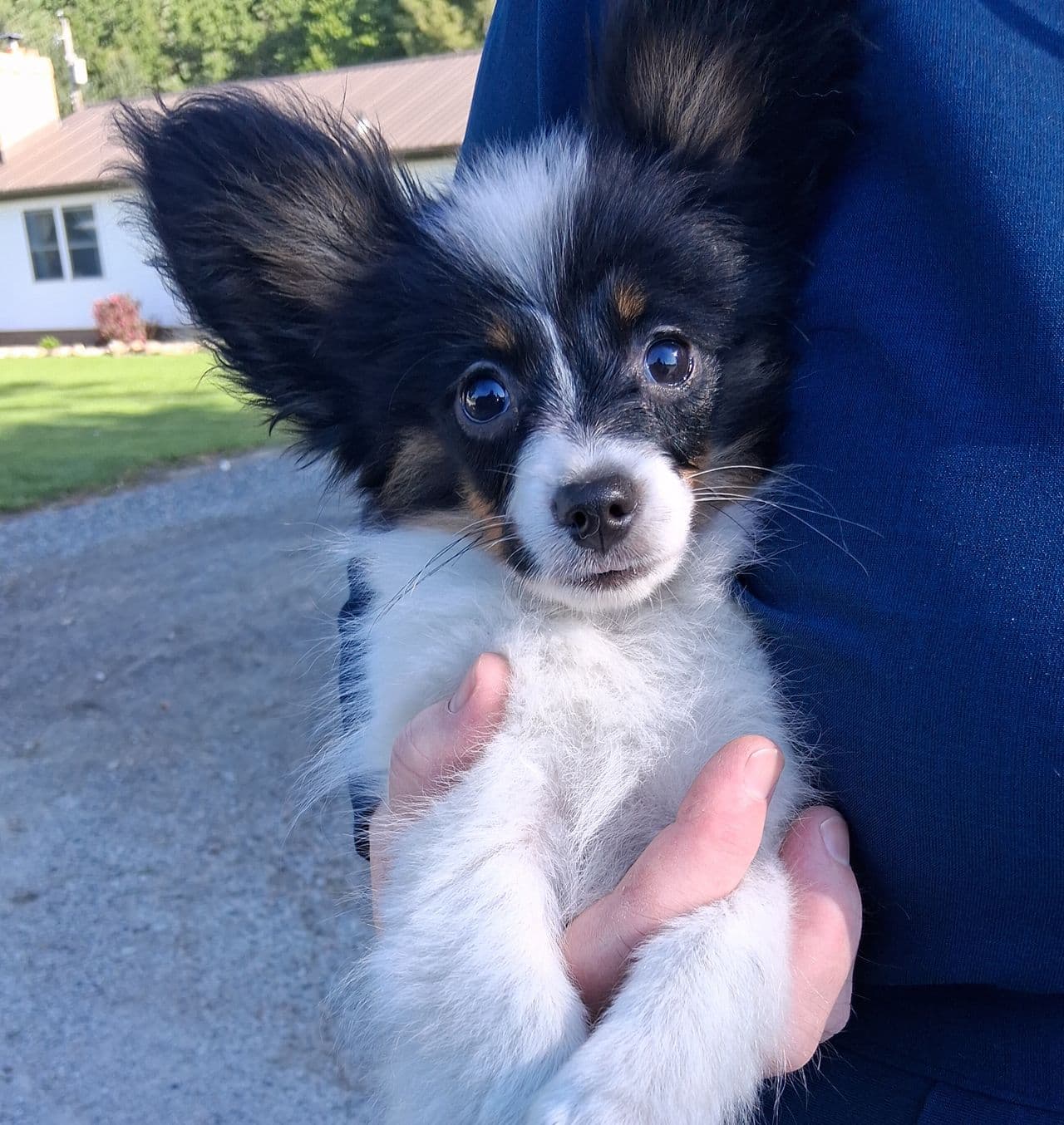 Pet travel photo 2
