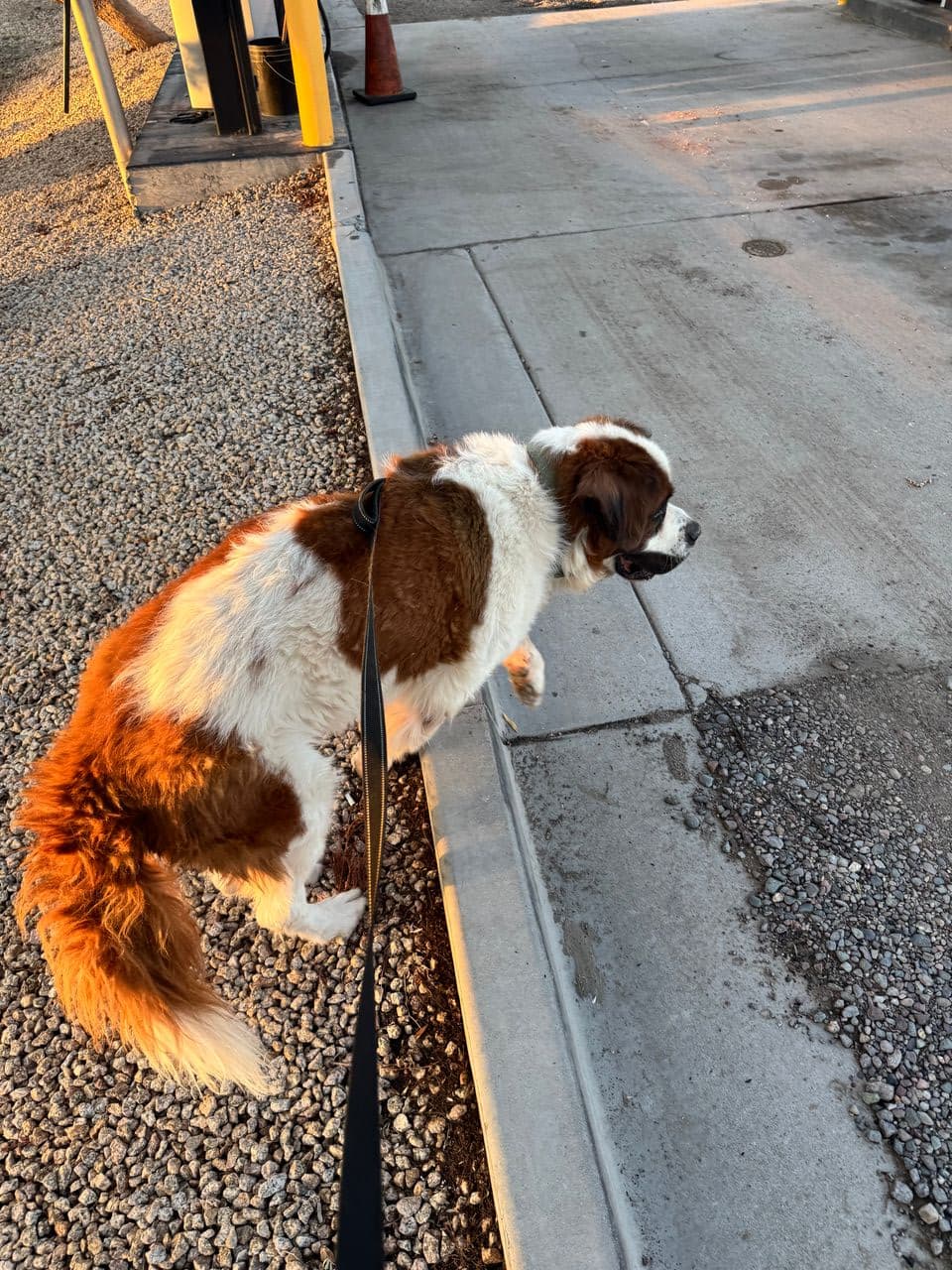 Pet travel photo 2