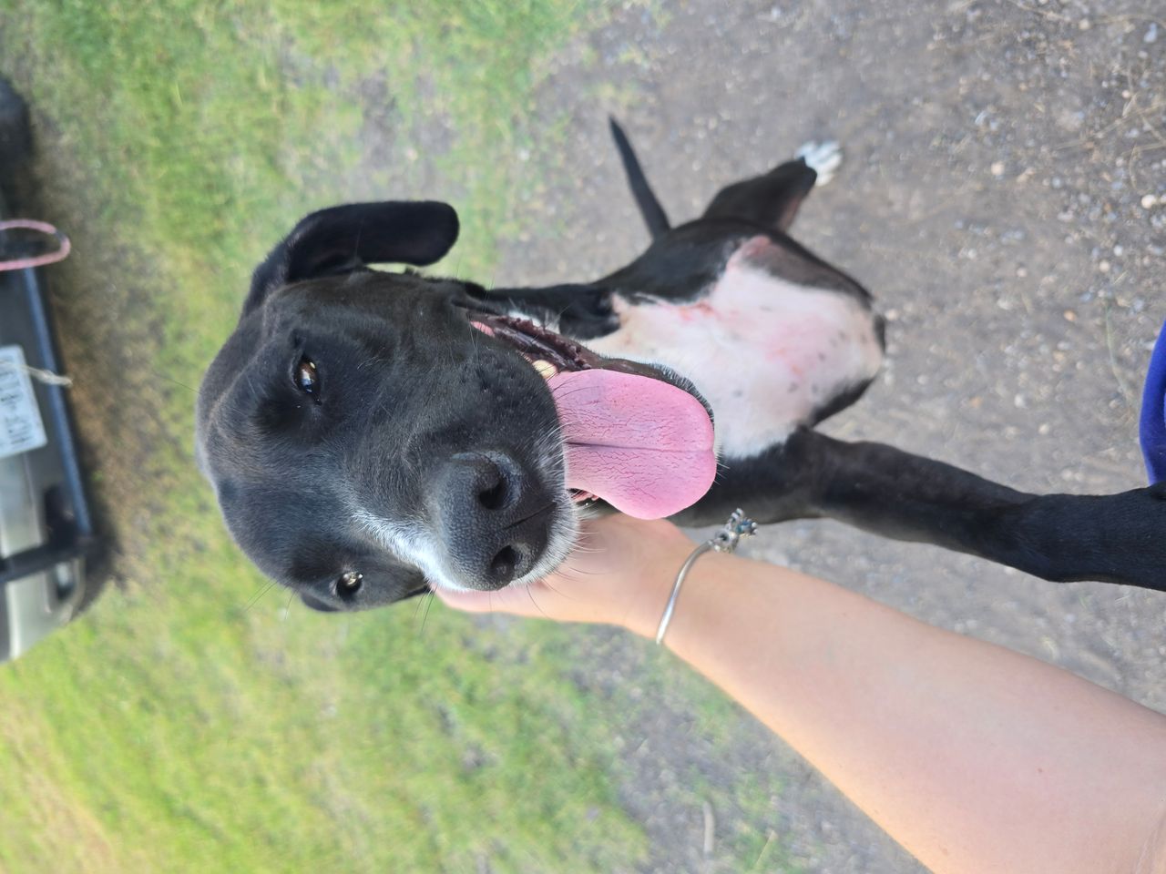 Pet travel photo 1