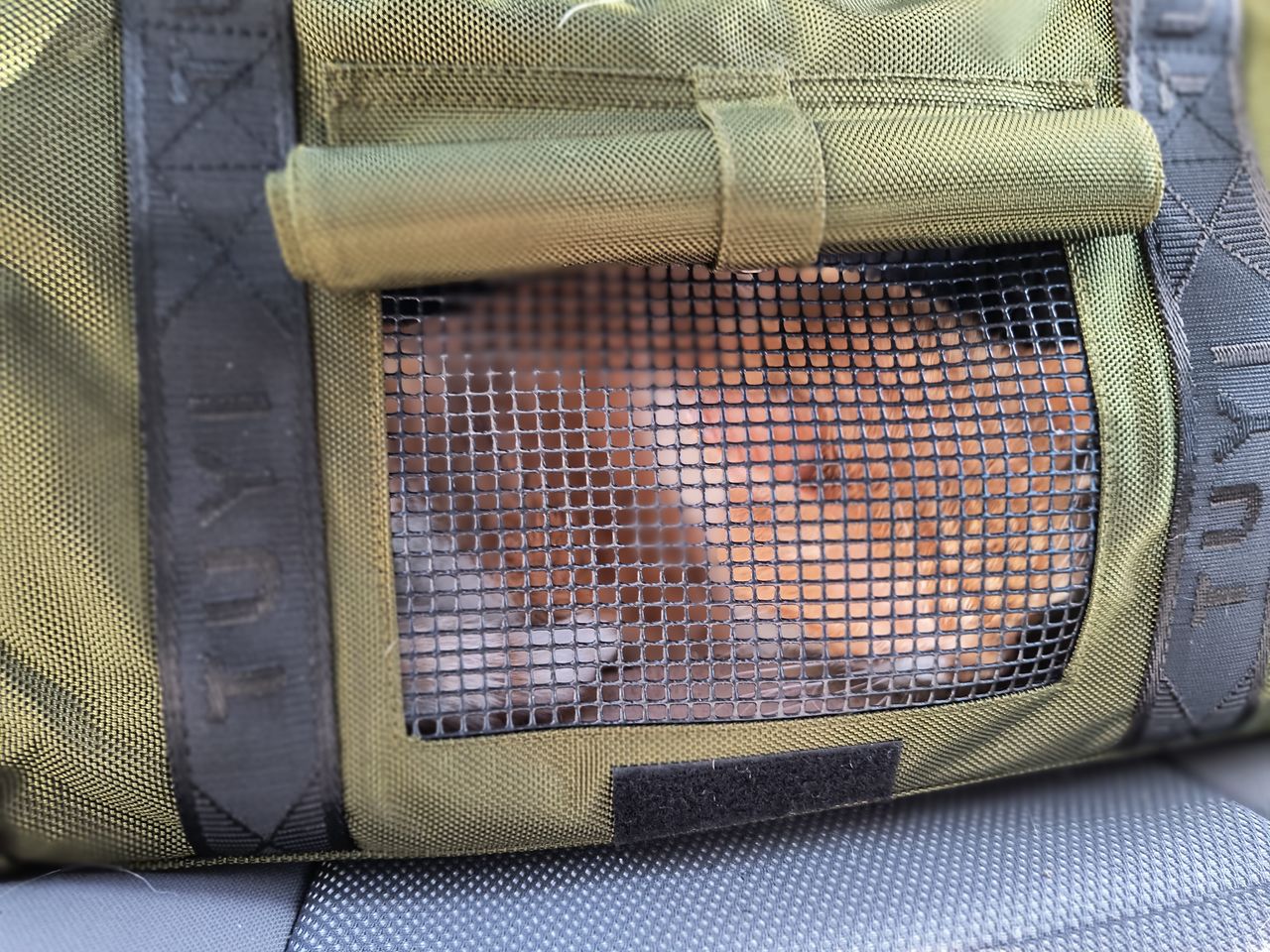 Pet travel photo 2