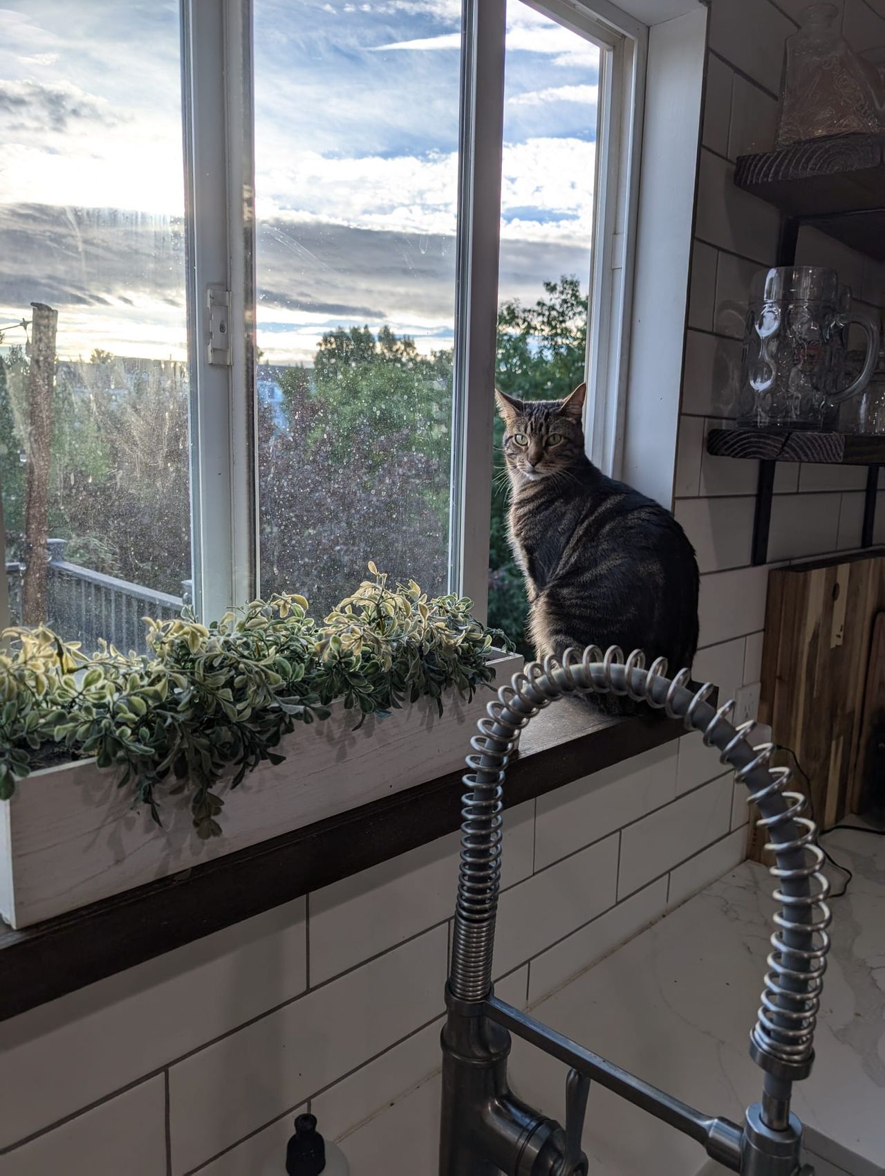 Pet travel photo 5