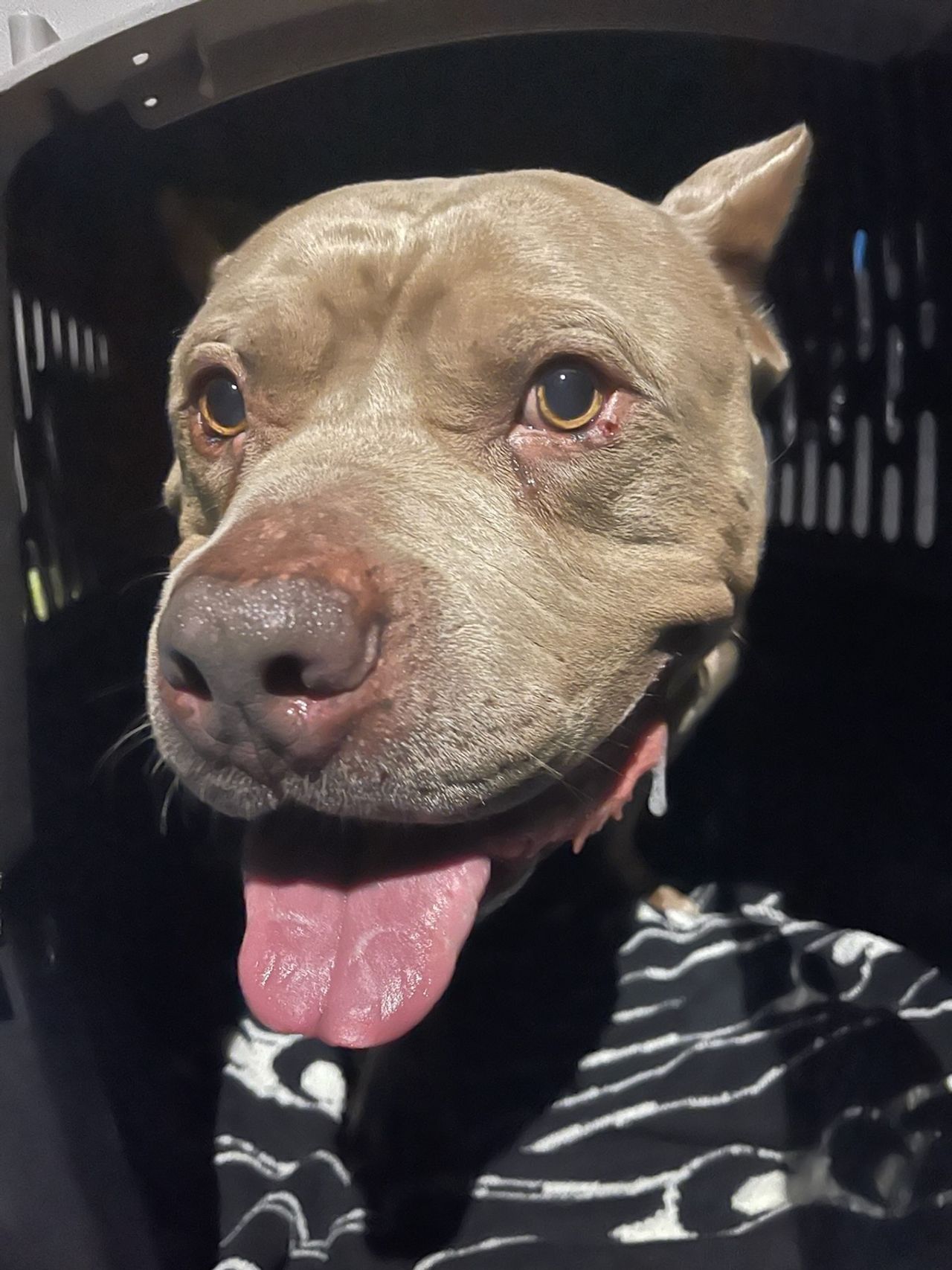 Pet travel photo 2