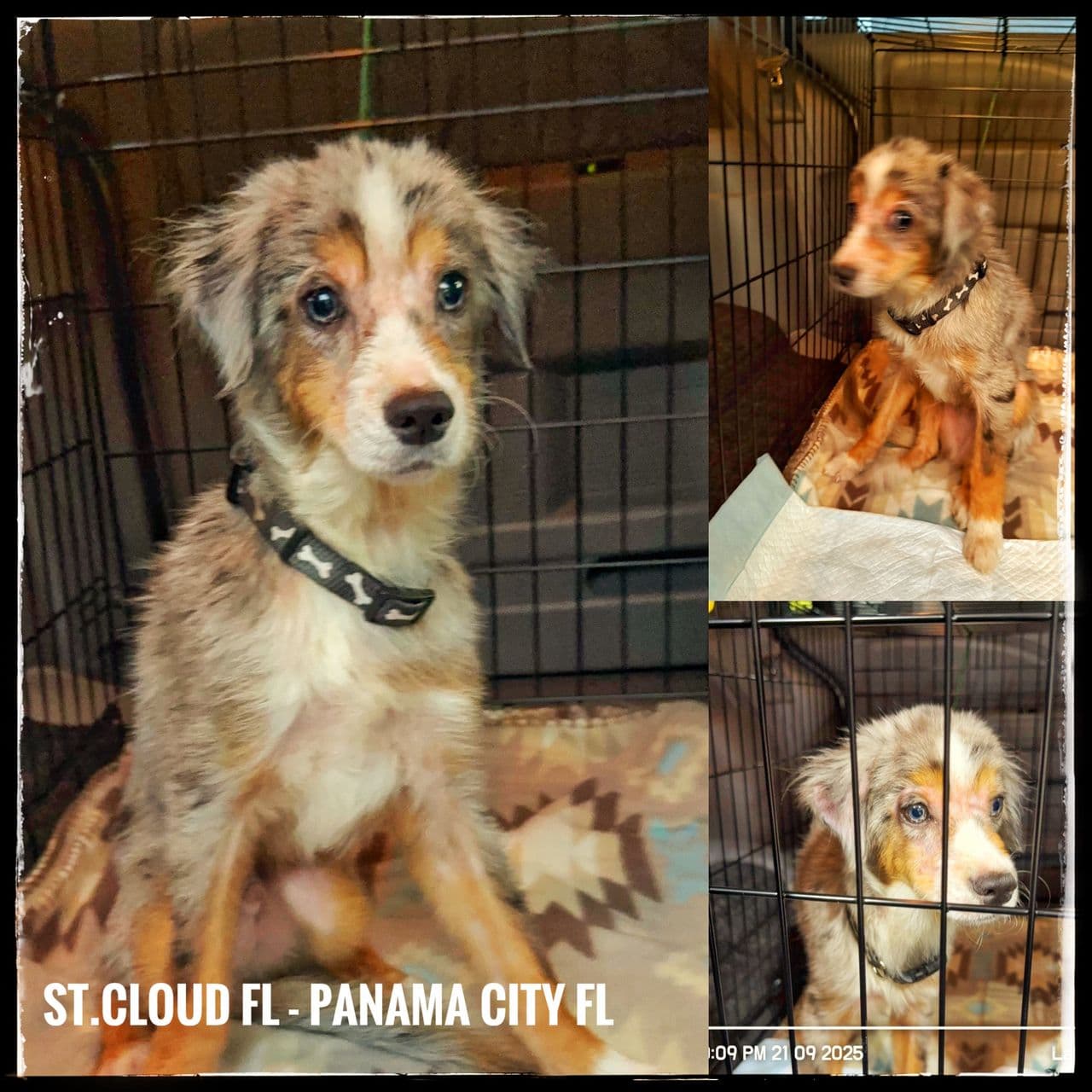 Pet travel photo 3