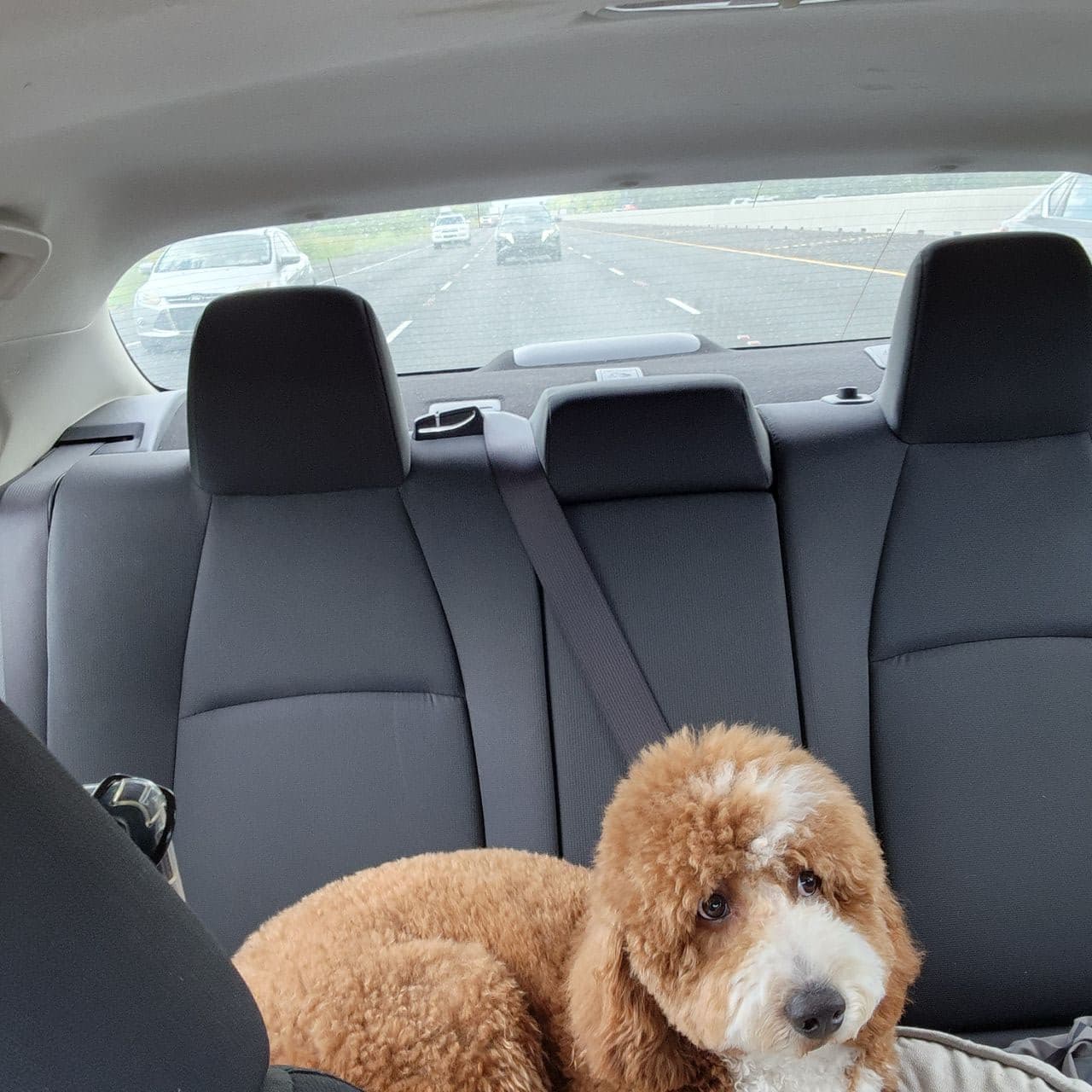Pet travel photo 4