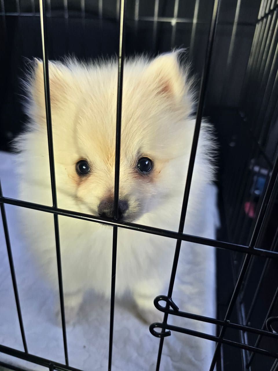 Pet travel photo 6