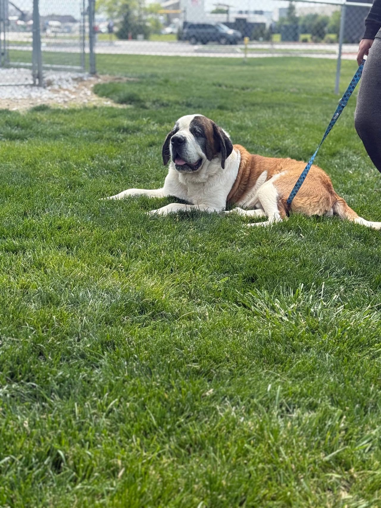 Pet travel photo 3