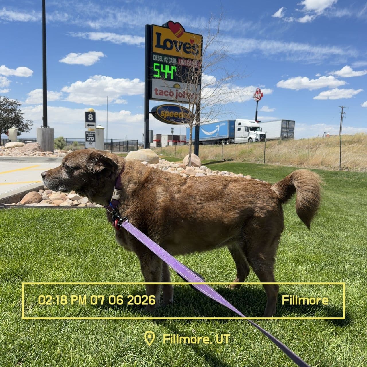 Pet travel photo 3
