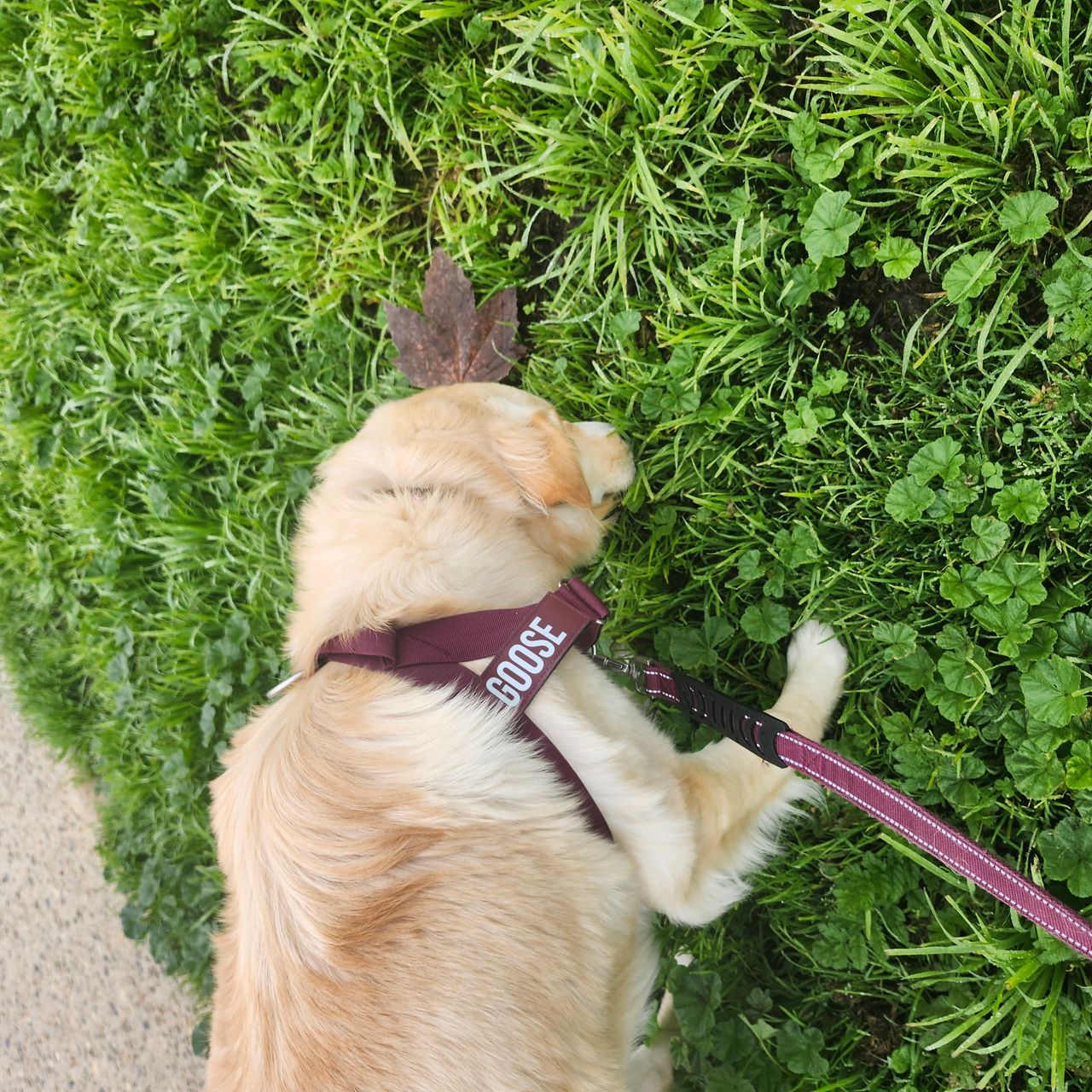 Pet travel photo 4