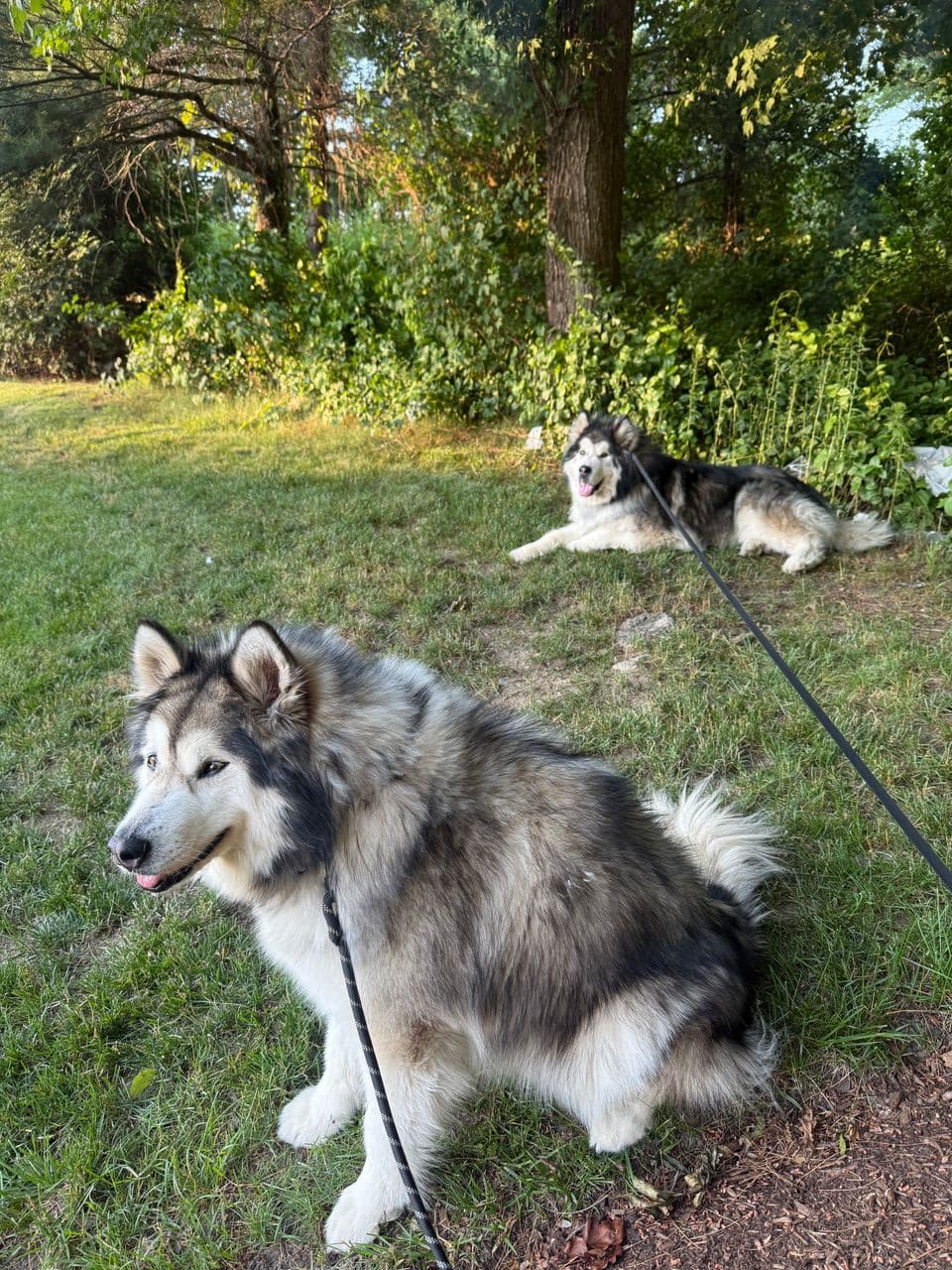 Pet travel photo 3
