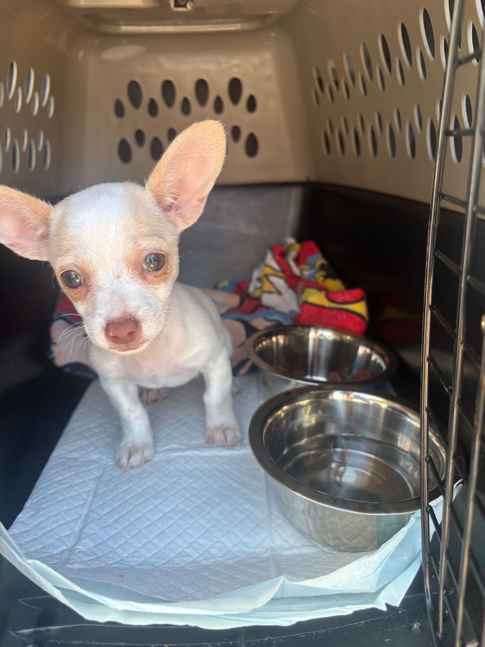 Pet travel photo 3