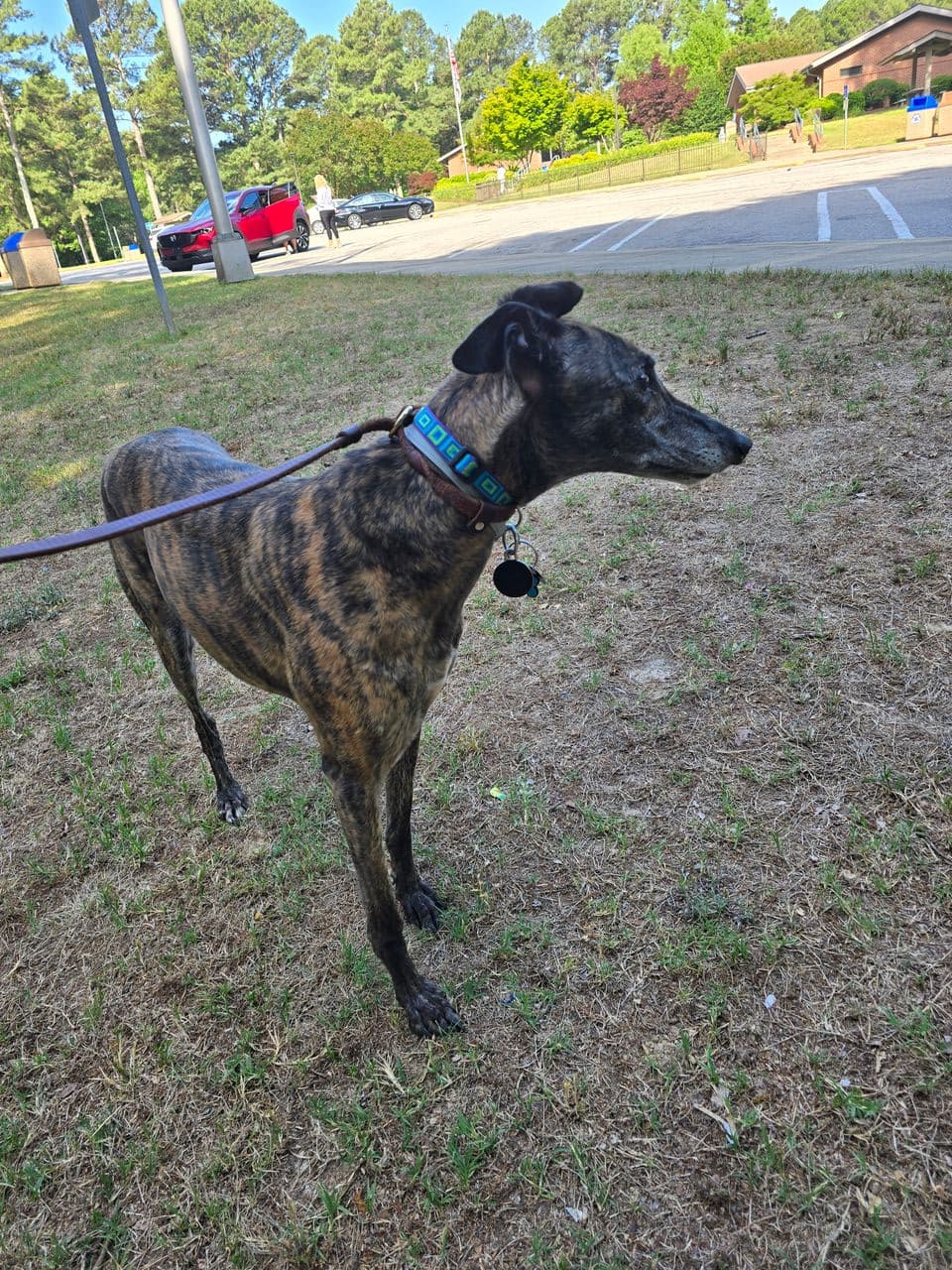 Pet travel photo 1