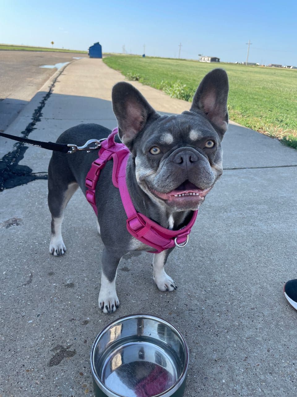 Pet travel photo 2