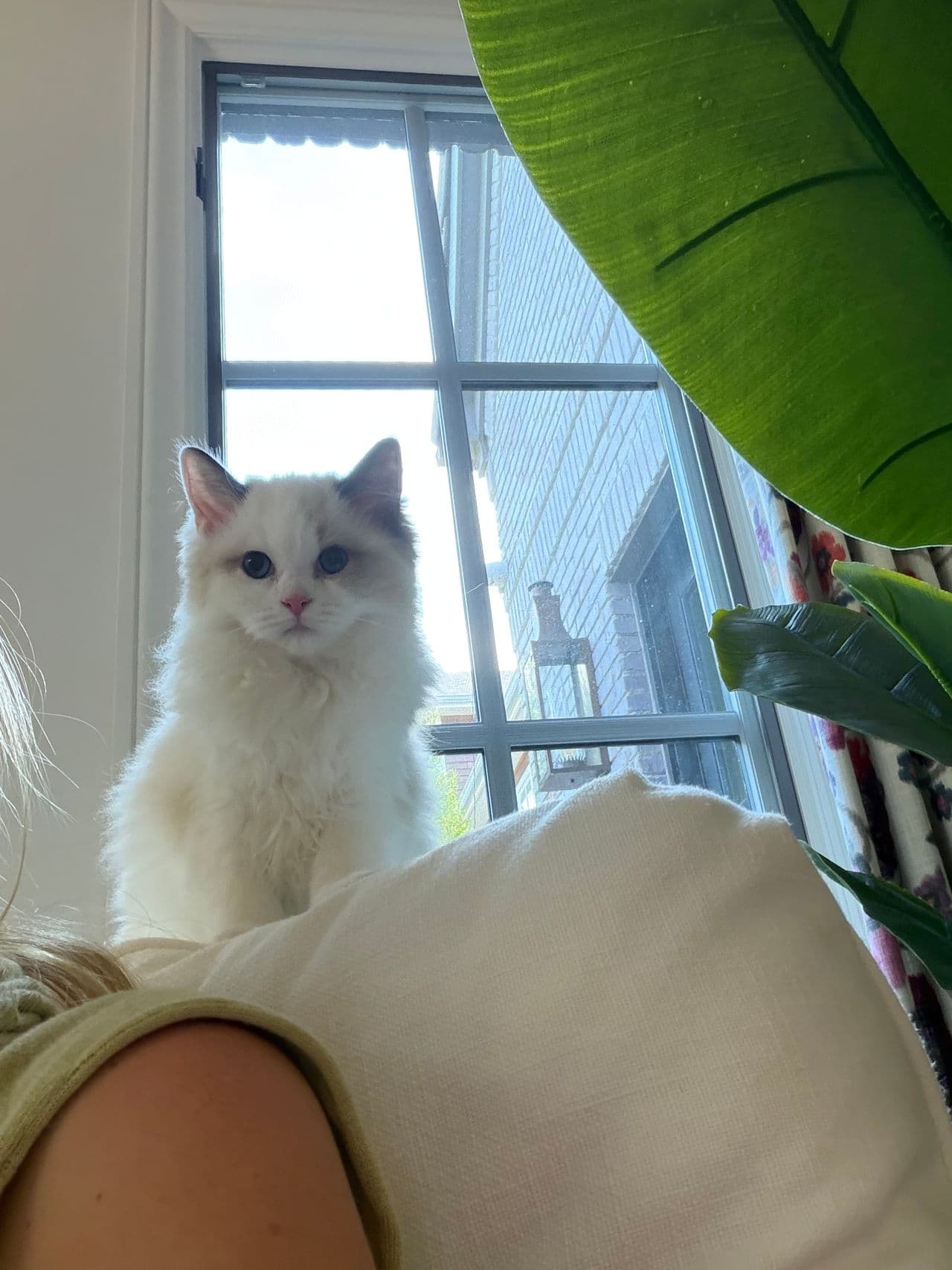 Pet travel photo 3