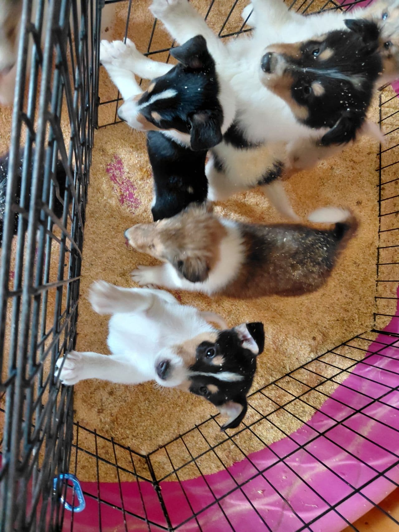Pet travel photo 2