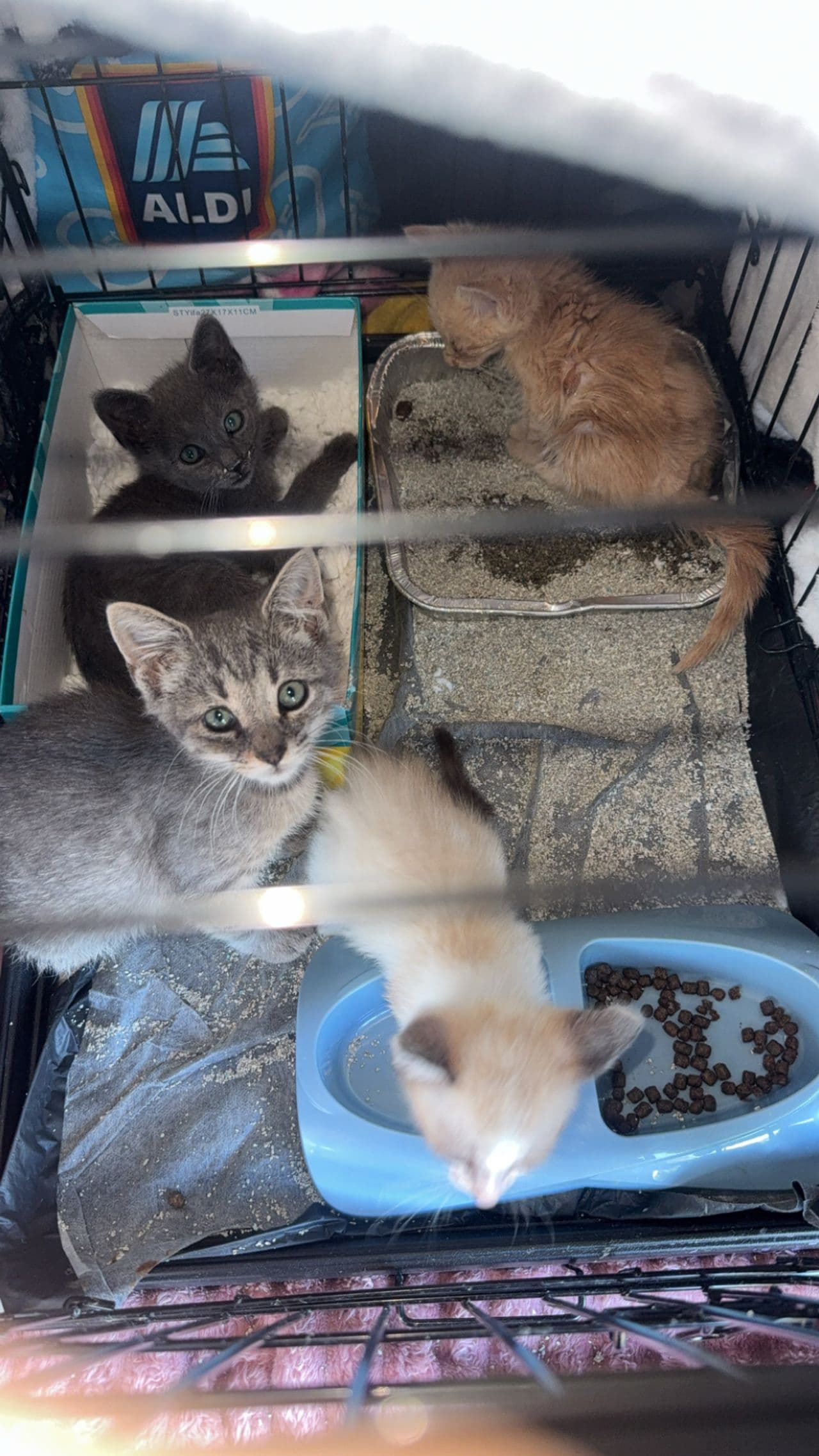 Pet travel photo 6