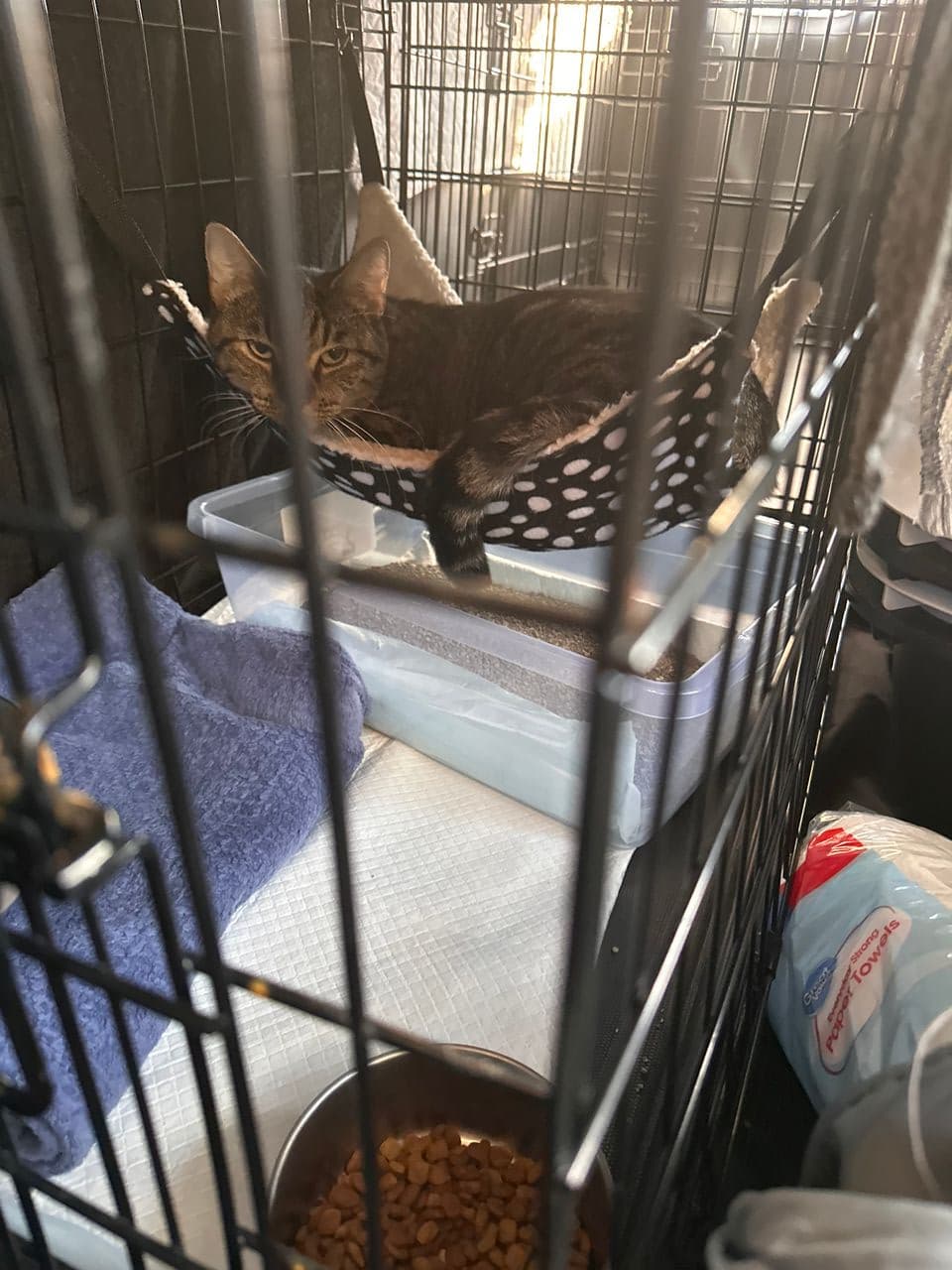 Pet travel photo 3