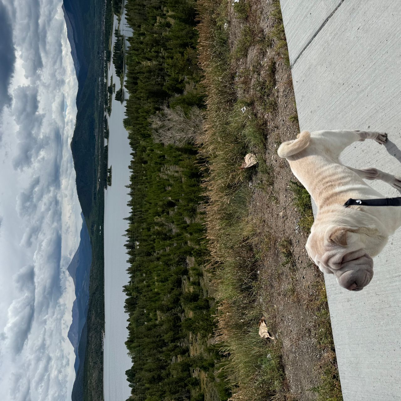 Pet travel photo 3