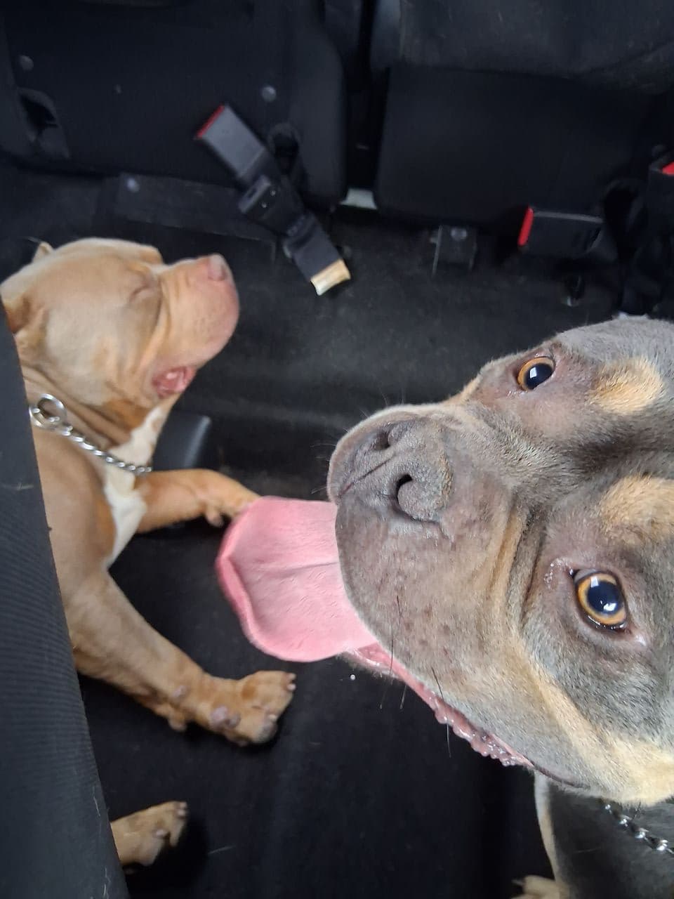 Pet travel photo 3